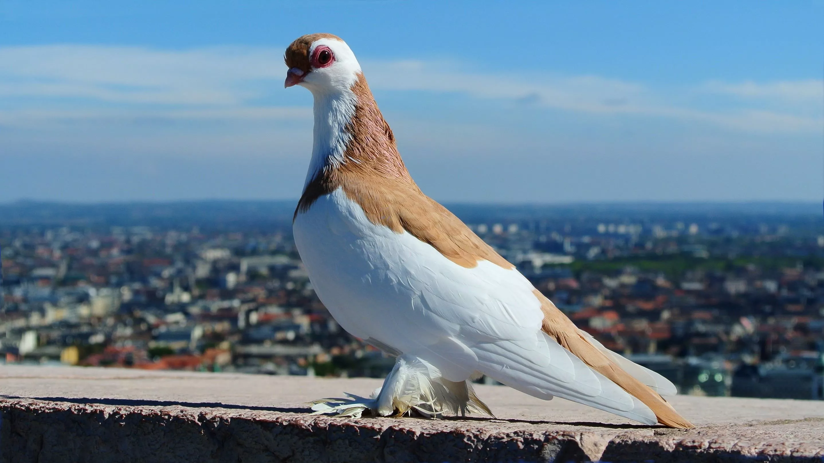 White and brown pigeon on stone during