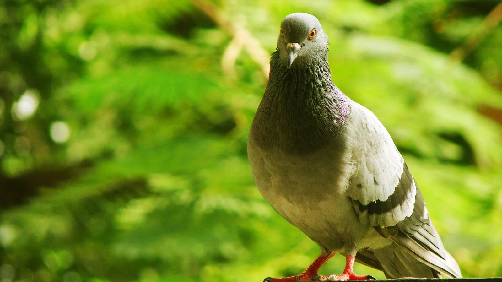 Pigeon 1 Free Photo Download