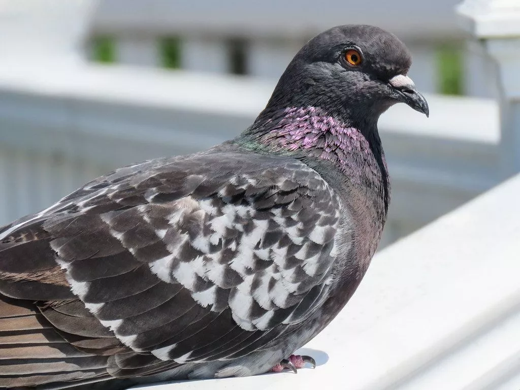 Rock Pigeon / Columba livia, Birding