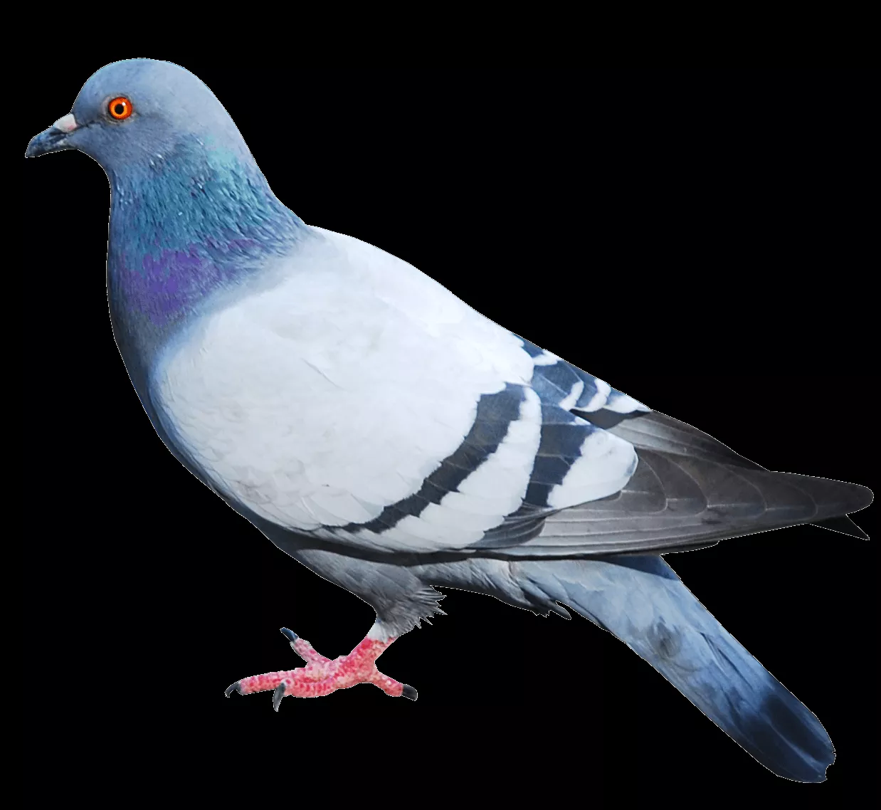 pigeon PNG image transparent image