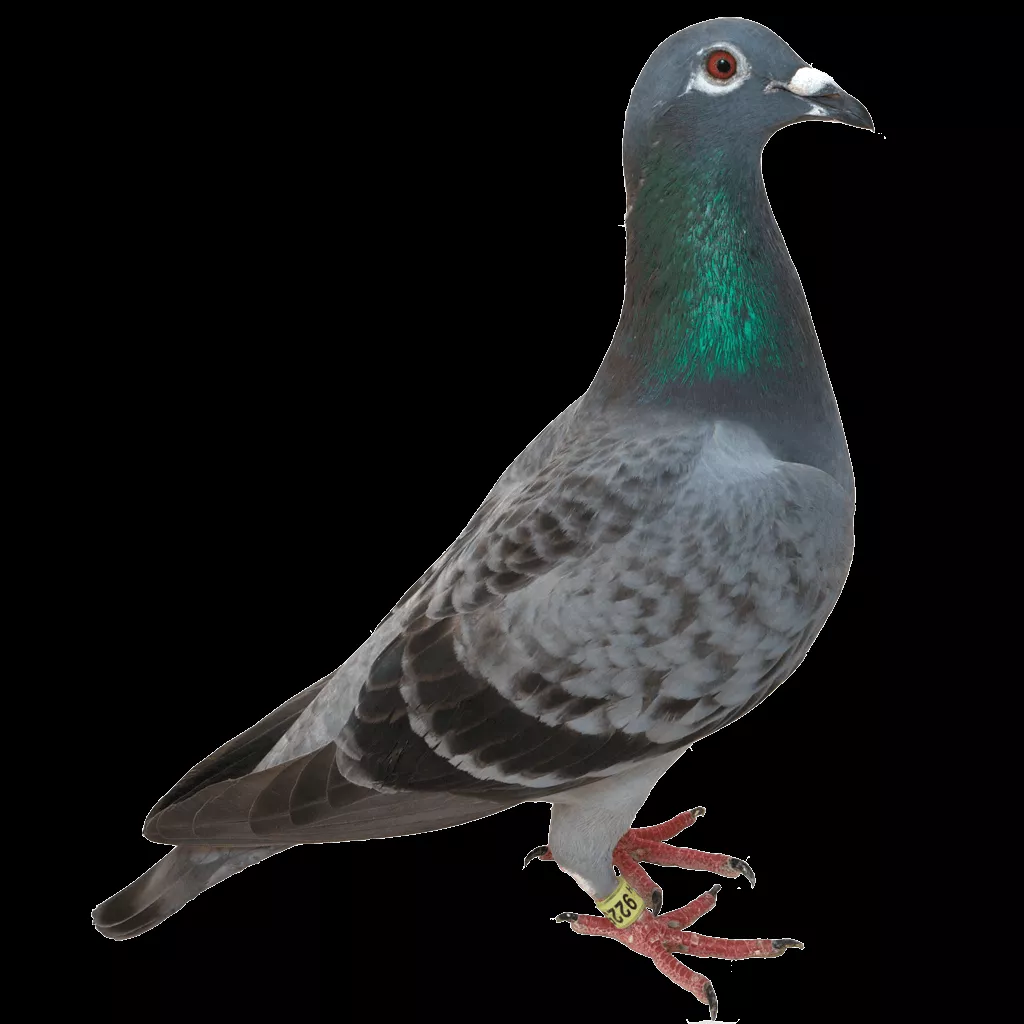 pigeon PNG image transparent image