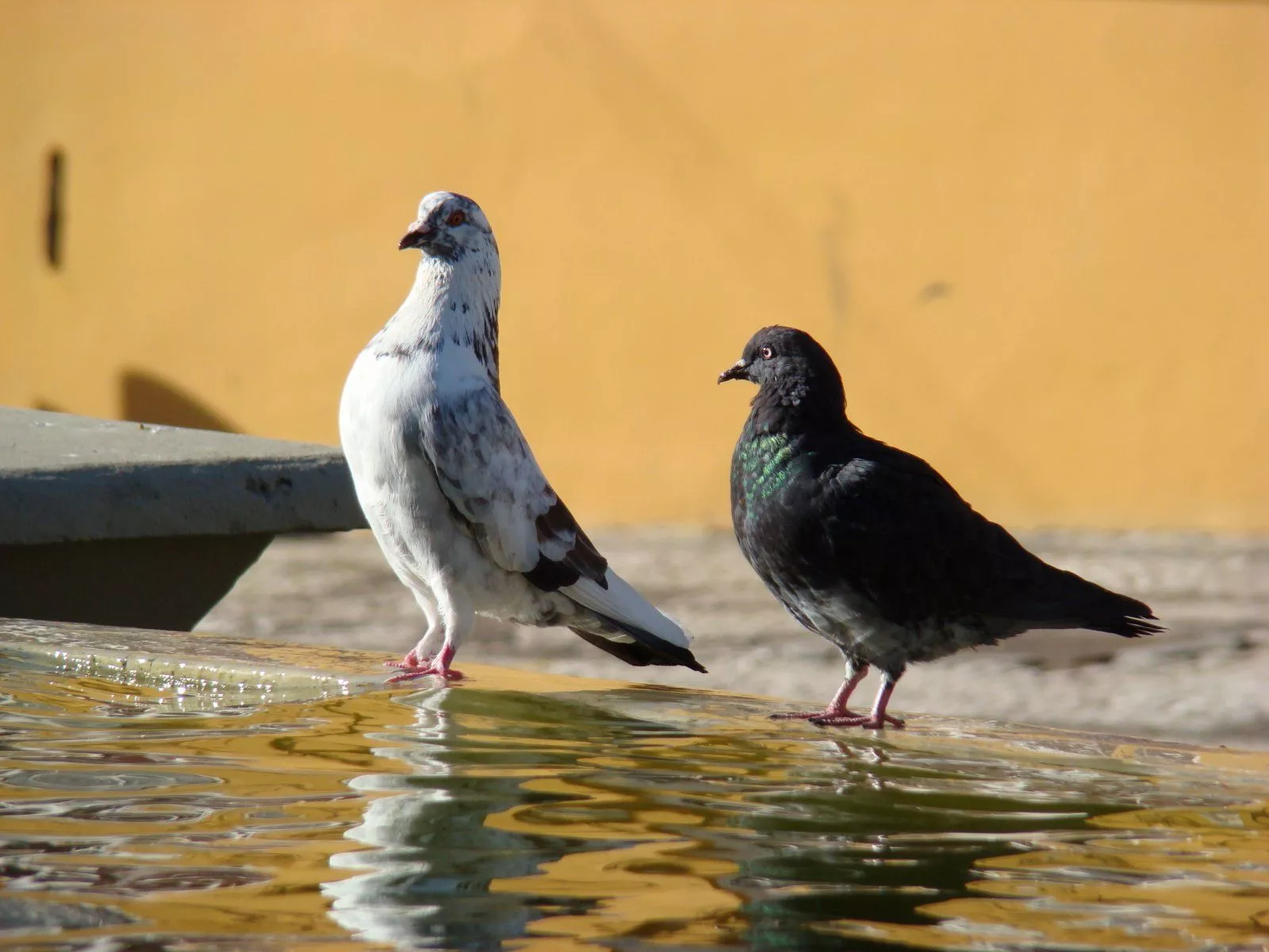 pigeons and doves Photo & Picture