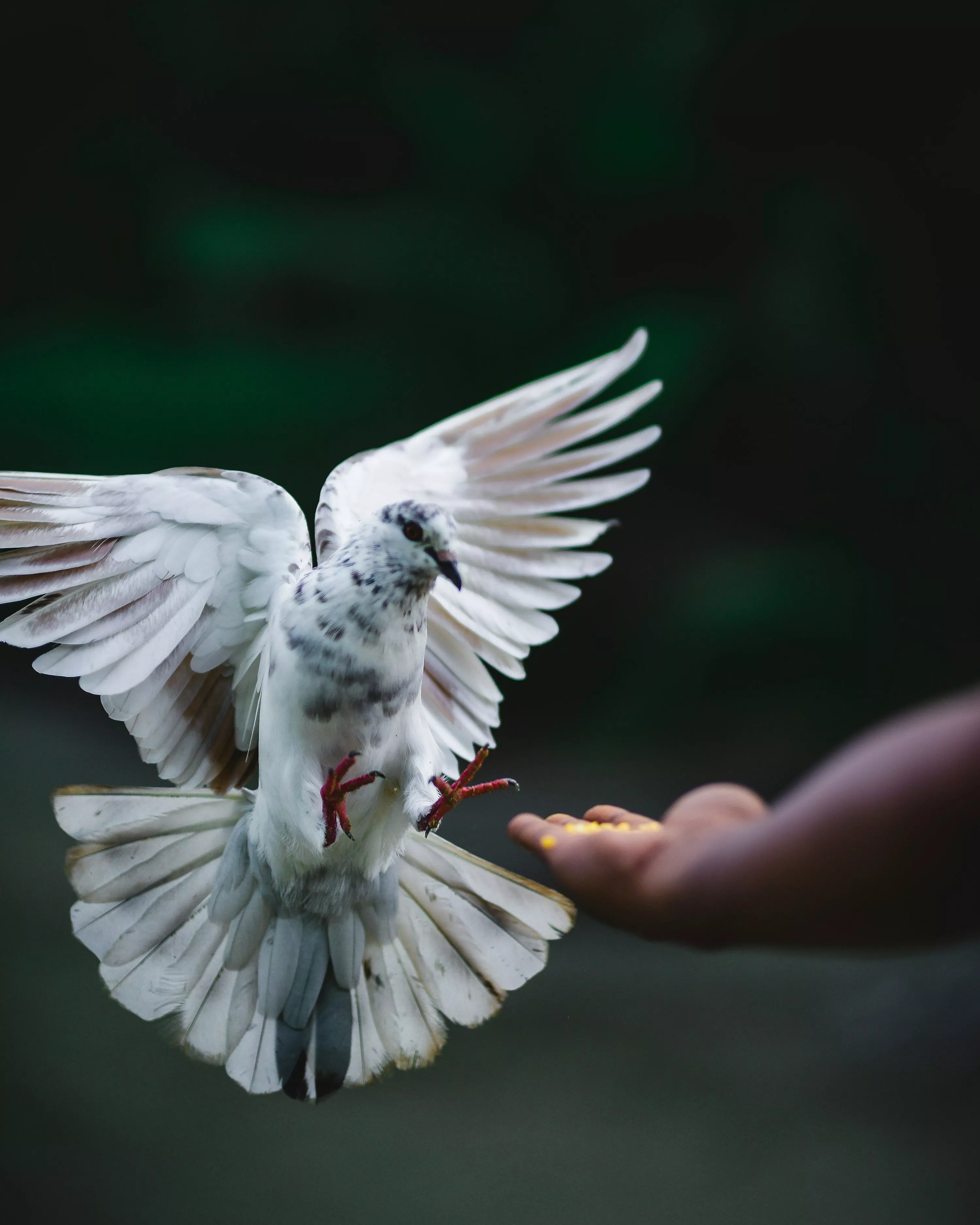 White Pigeon Picture. Download