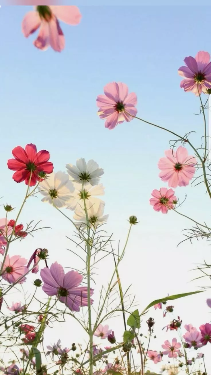 Beautiful spring summer wallpaper