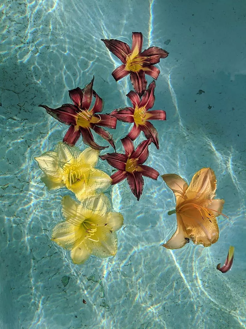 Flowers in Fountain, aesthetic, plants