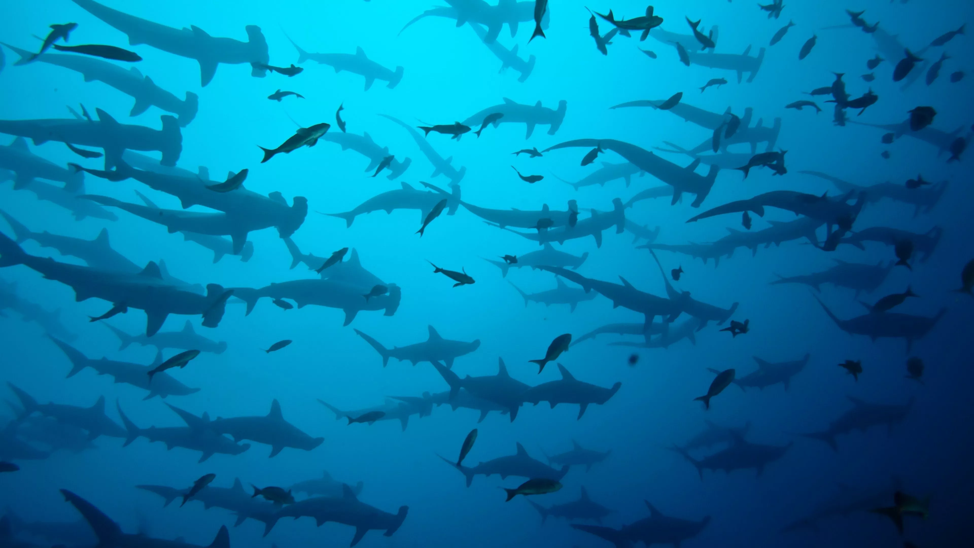 Hammerhead Sharks Wallpaper