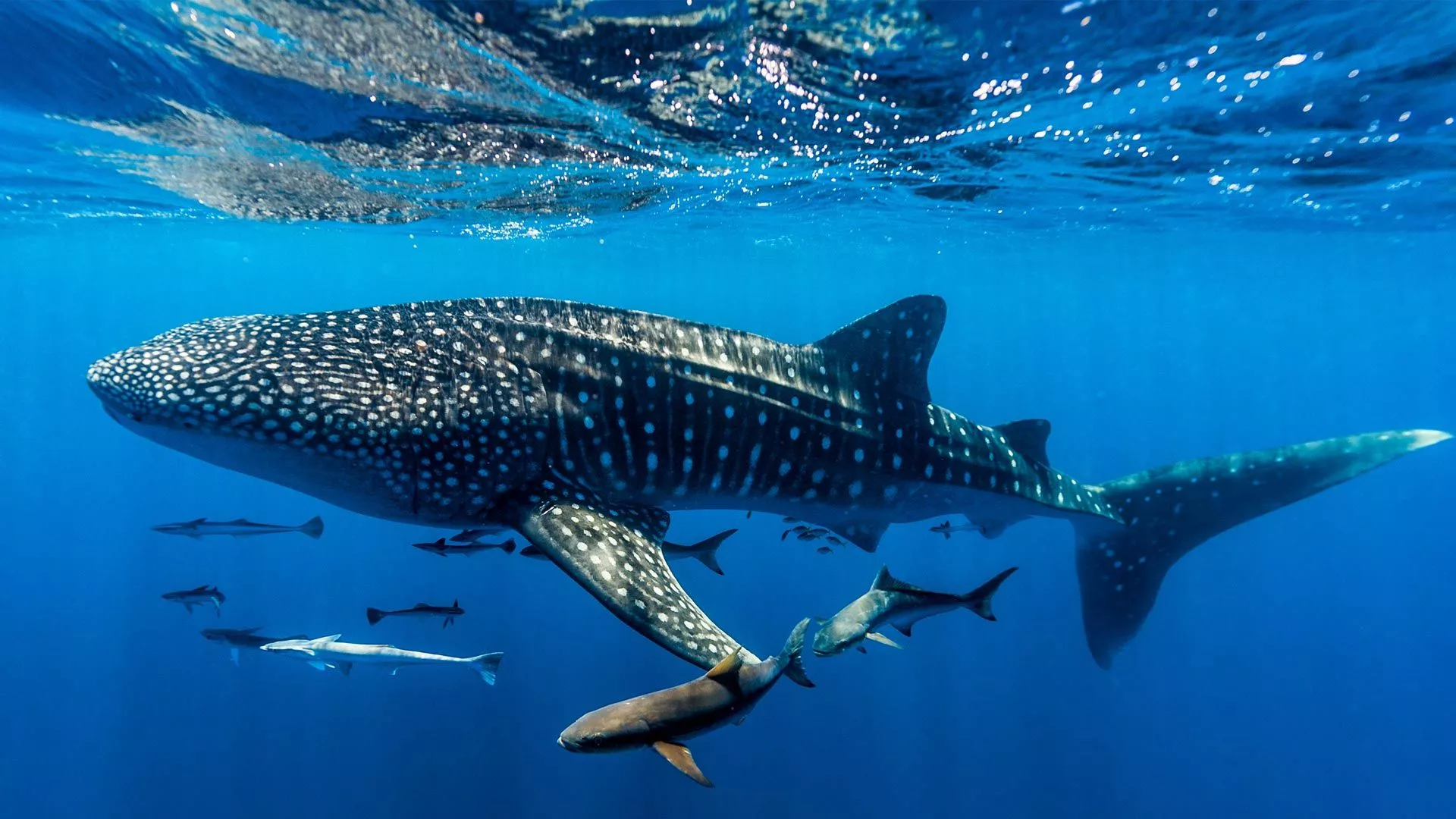Whale shark, Ningaloo Reef