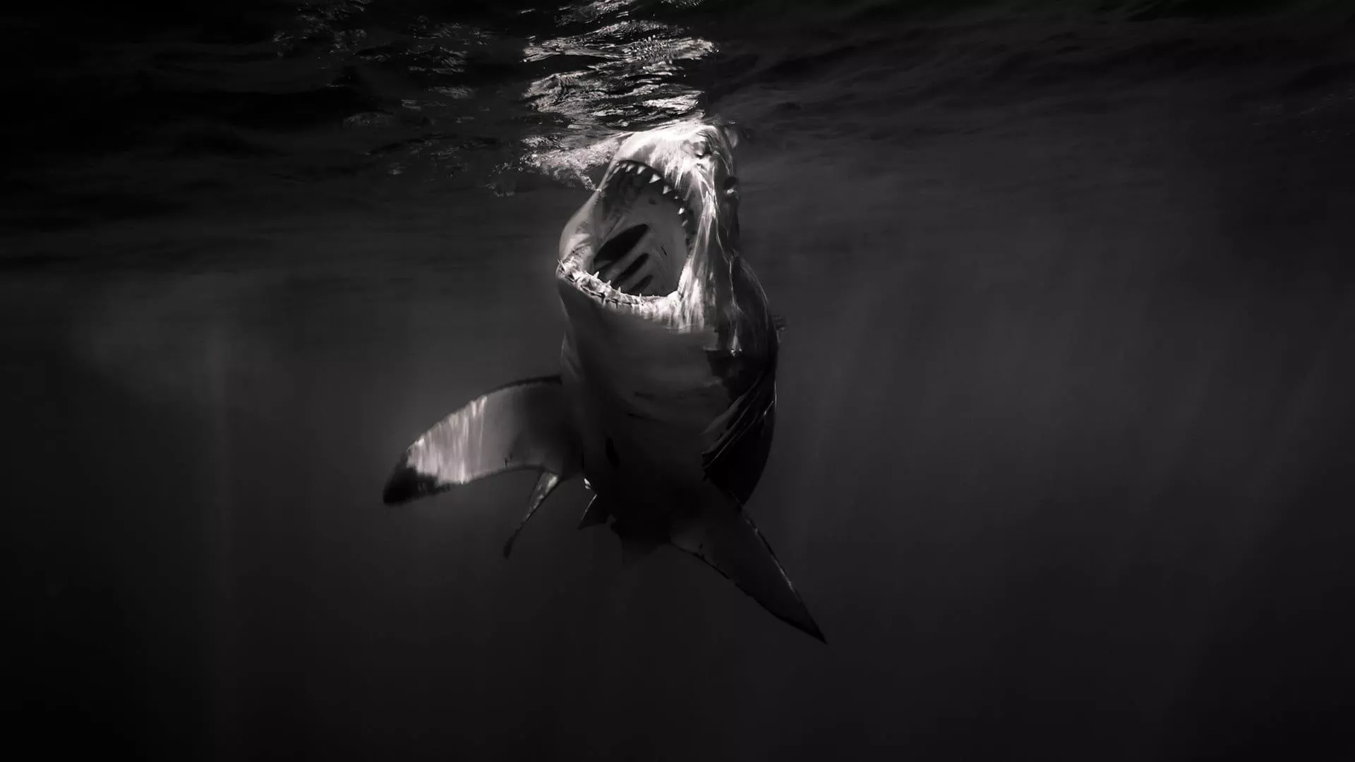 Wallpaper underwater, sea, water