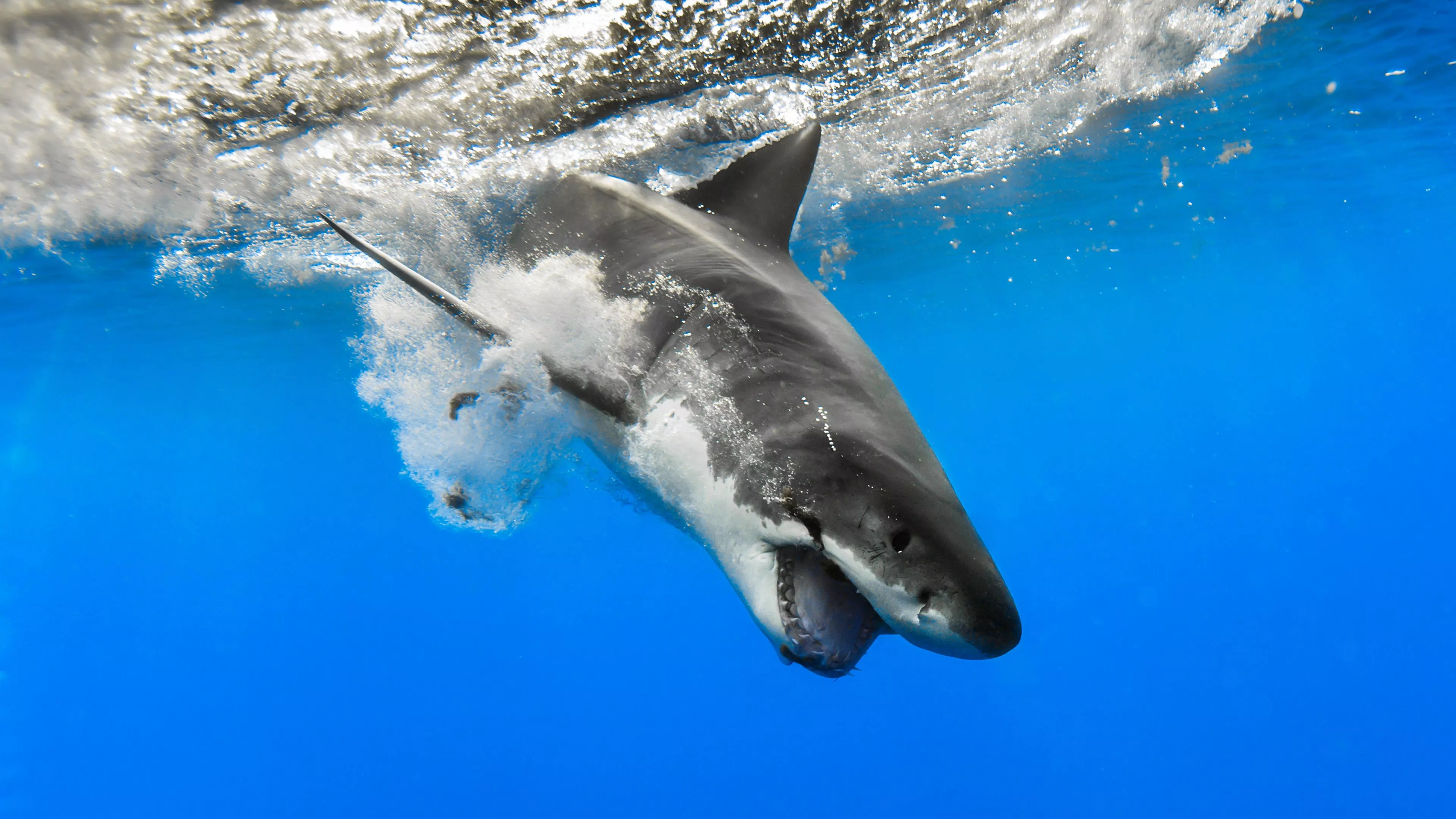 Great White Shark Underwater 4K HD