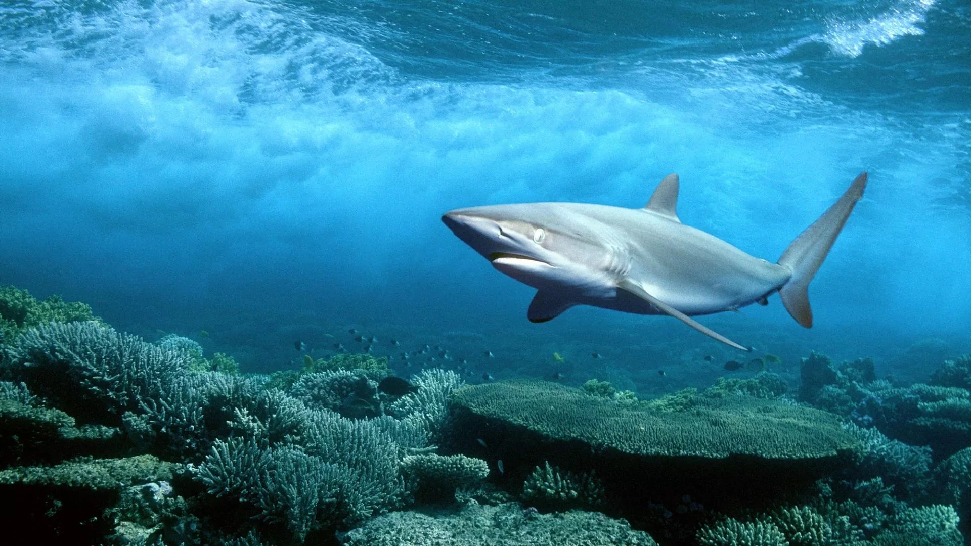 Shark Best Wallpaper 19471