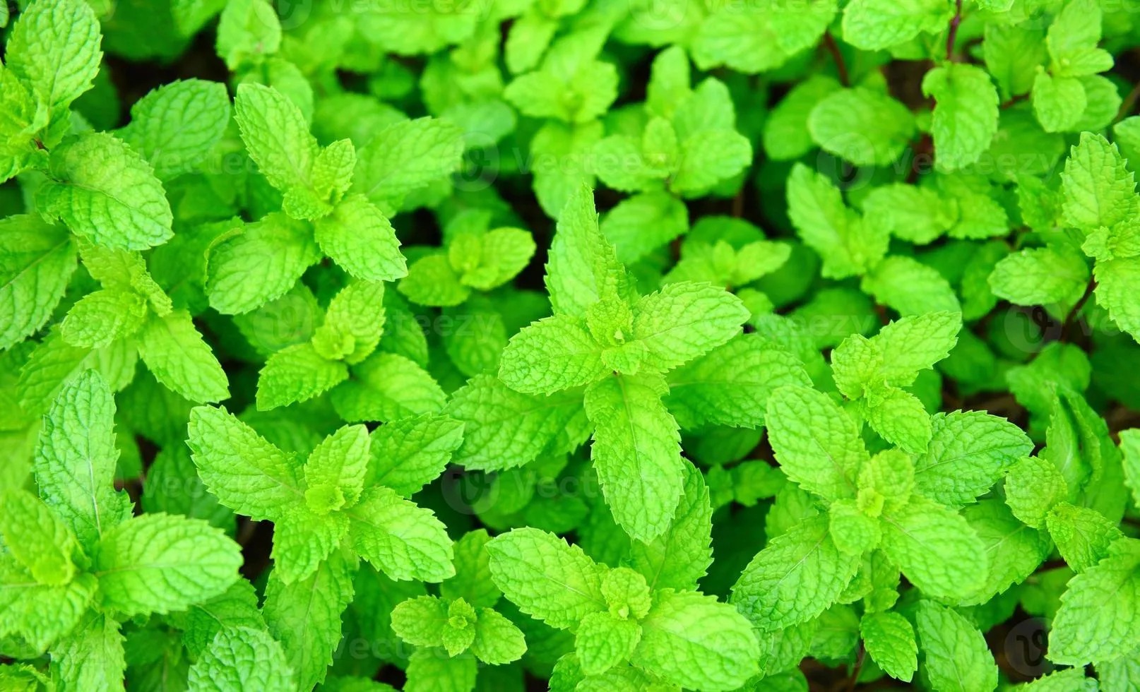 Fresh mint leaves in a nature green