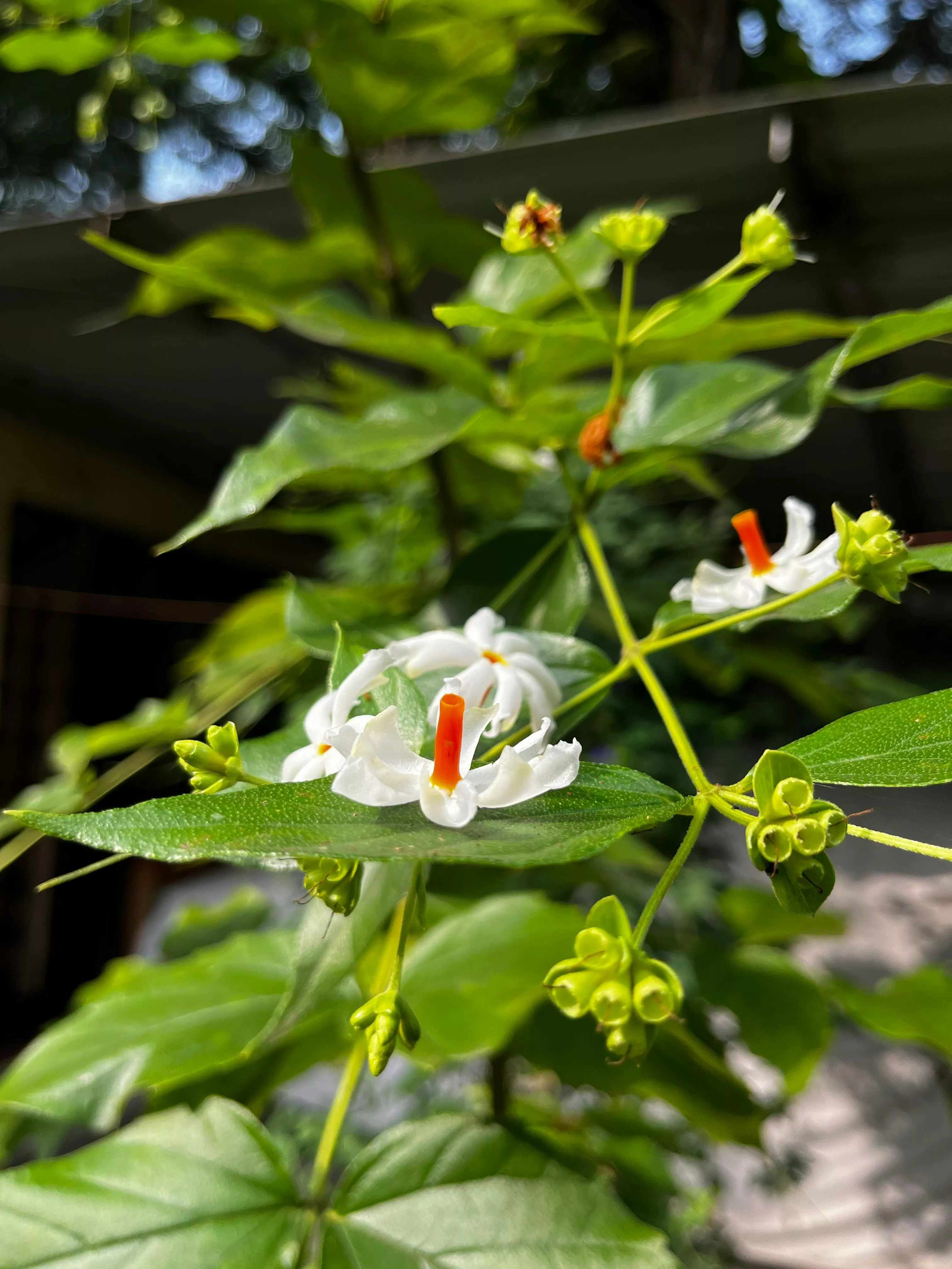 Night Flowering Jasmine Photo