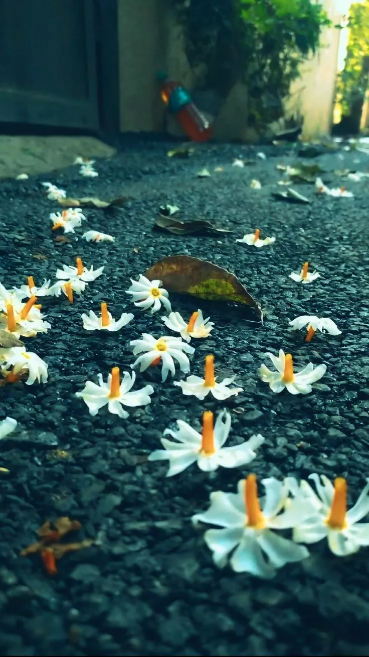 Night Flowering Jasmine