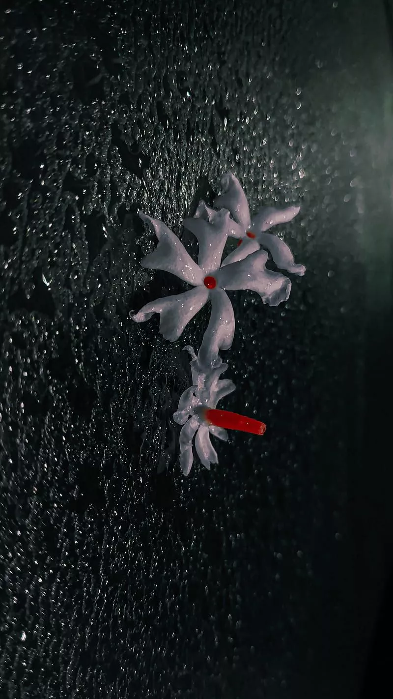 Nightbloomingjasmine, flower, jasmine