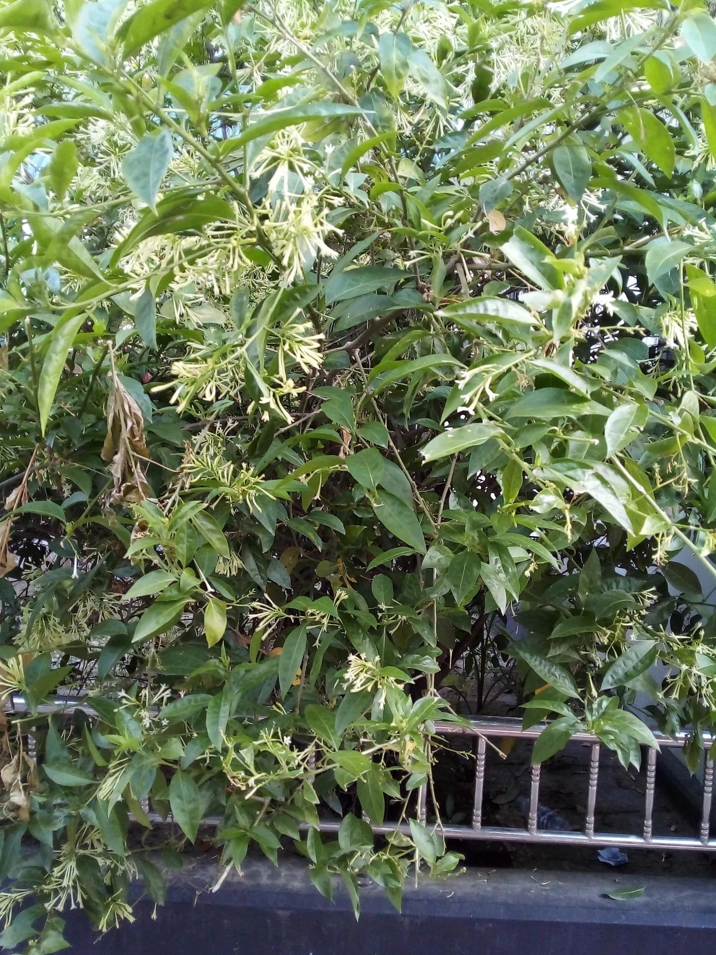 Night Blooming jasmine, wallpaper, nice