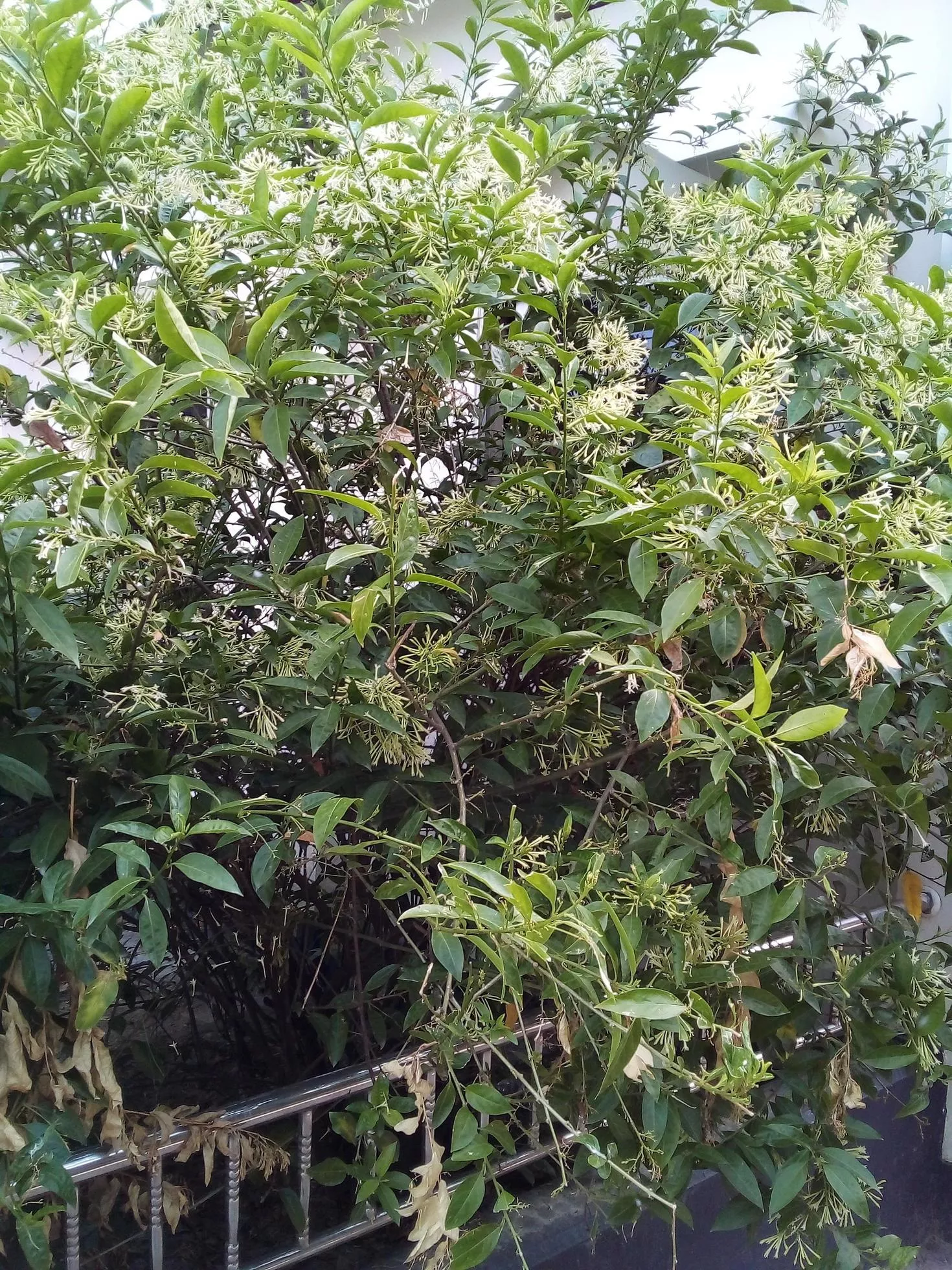 Night Blooming jasmine, wallpaper, nice