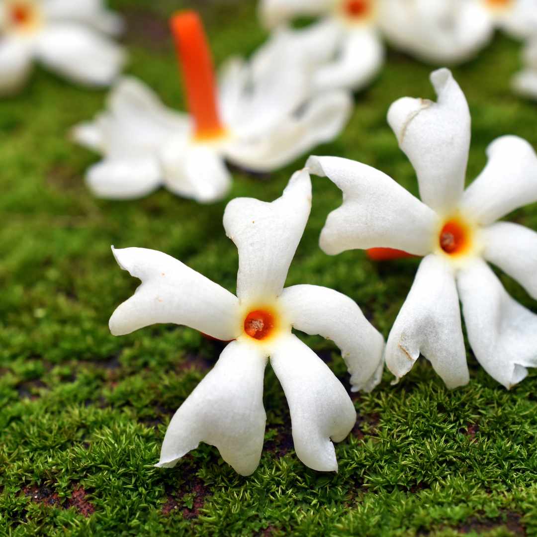 Night Blooming Jasmine Harsingar