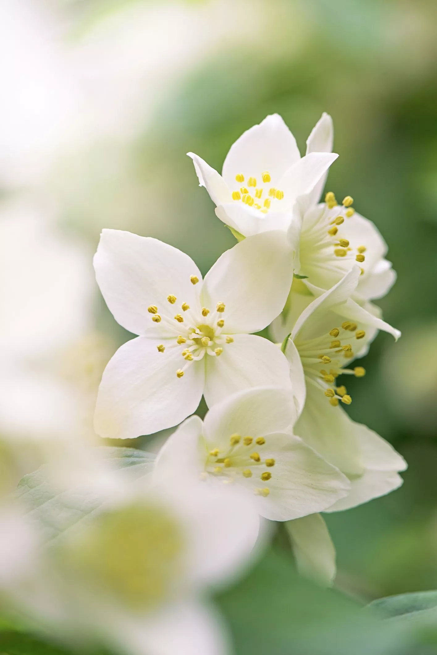 Flowers that Bloom at Night for