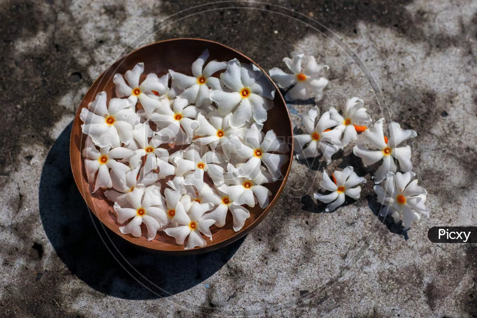 Night Flowering Jasmine KB910046 Picxy