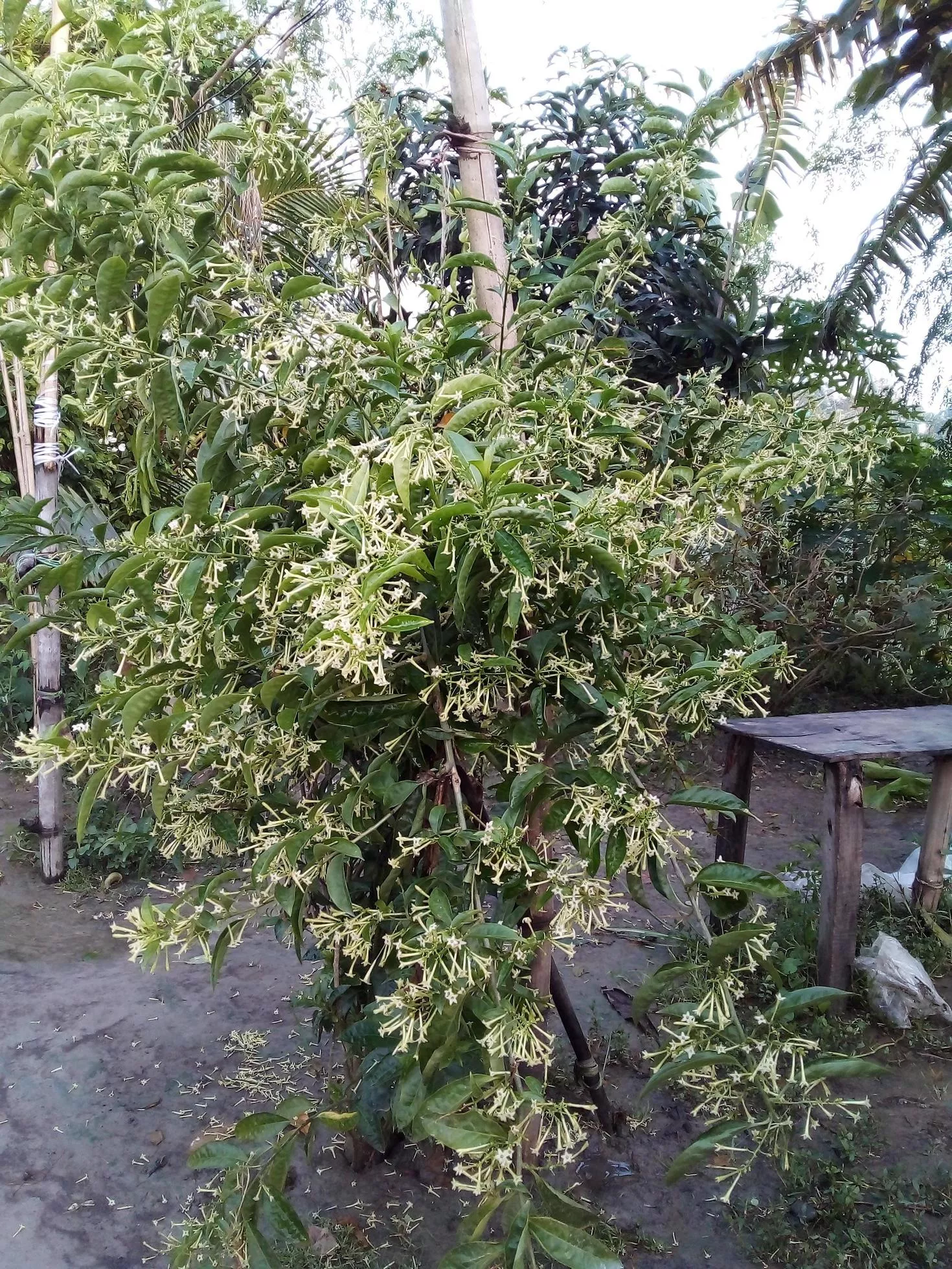 Night Blooming Jasmine, Wallpaper