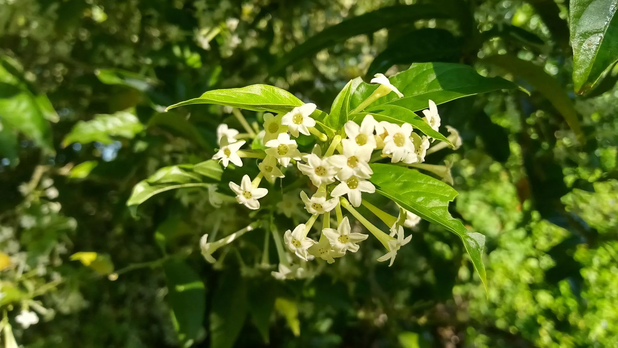 Night and Day Blooming Jasmine