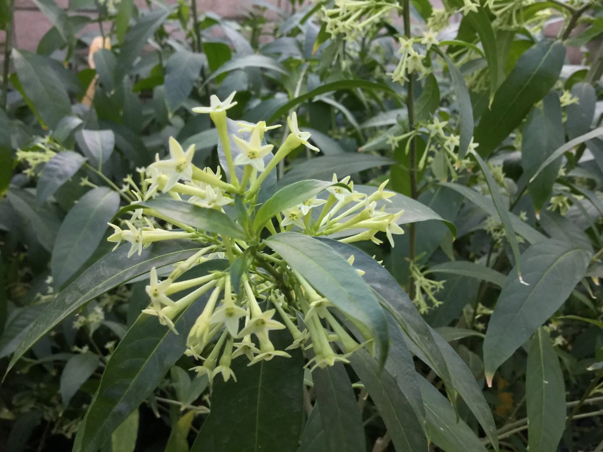 Persian Night Blooming Jasmine