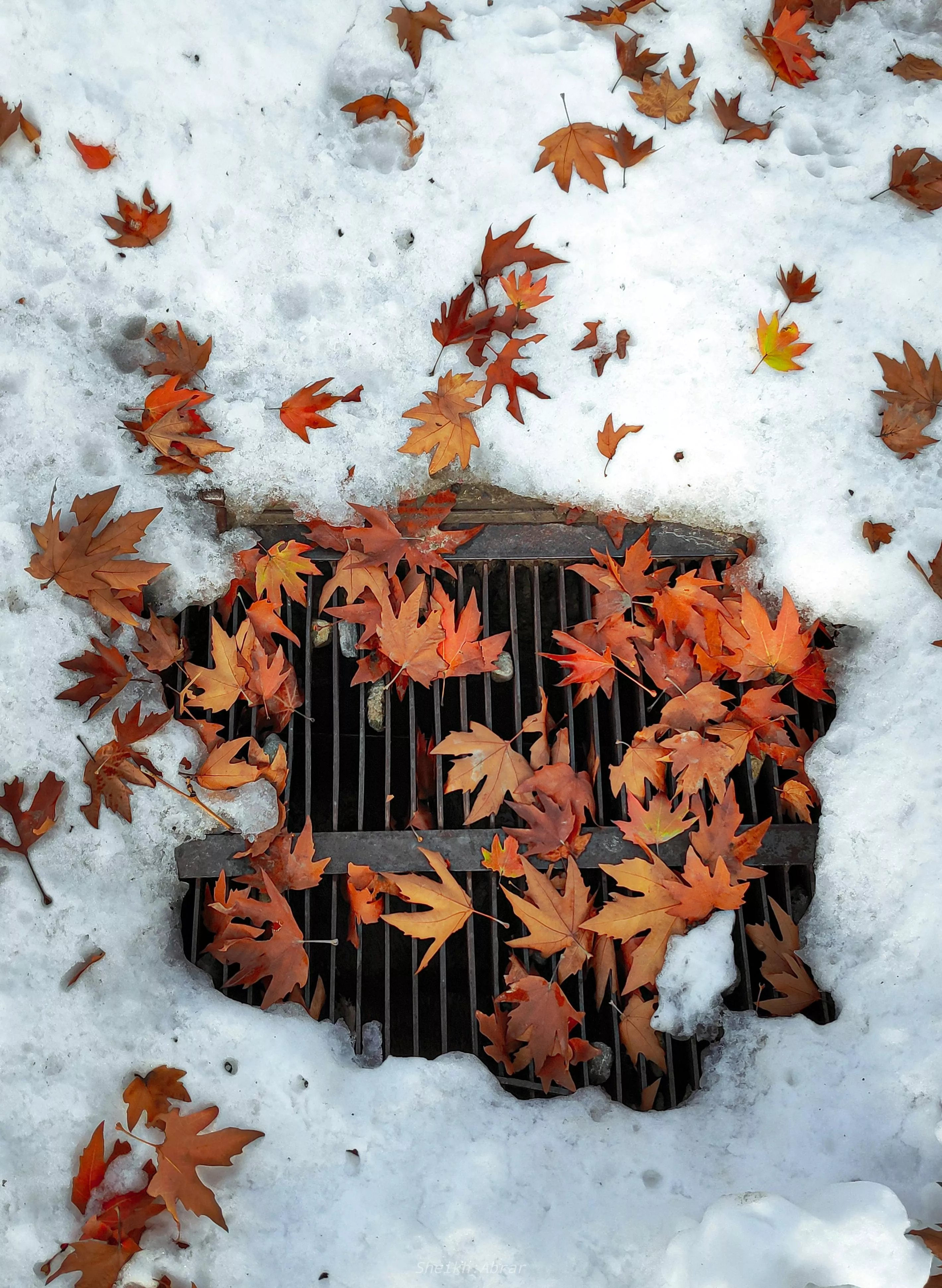 Fall Leaves On Top of a Drainage Near