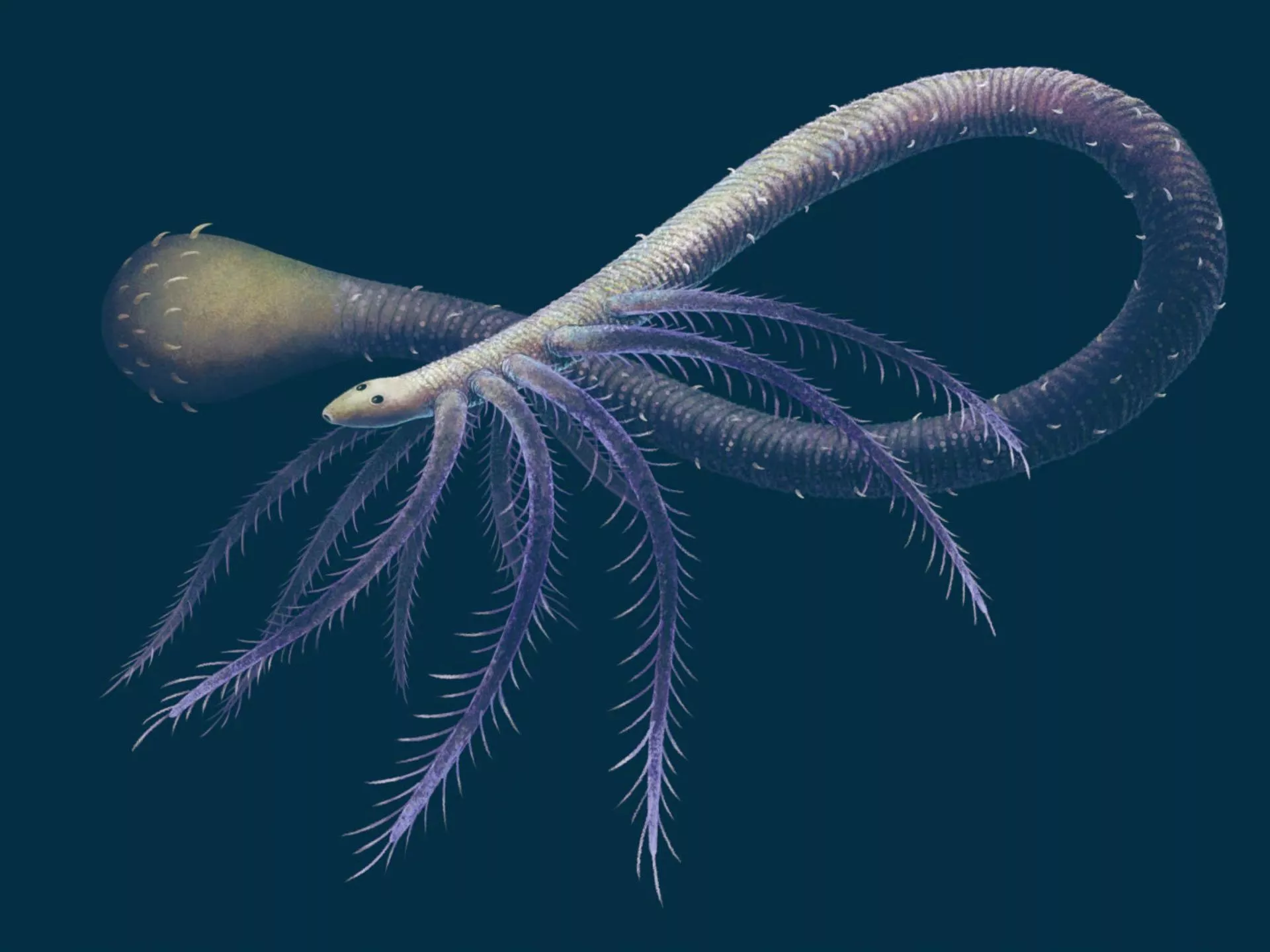 Cambrian Worm Like Creature