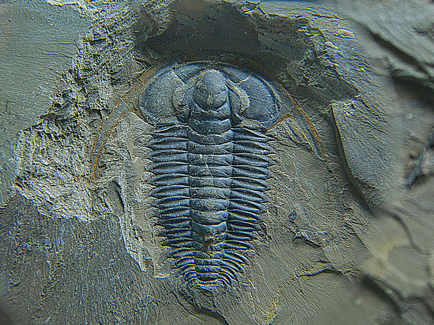 Cambrian Explosion Explained by