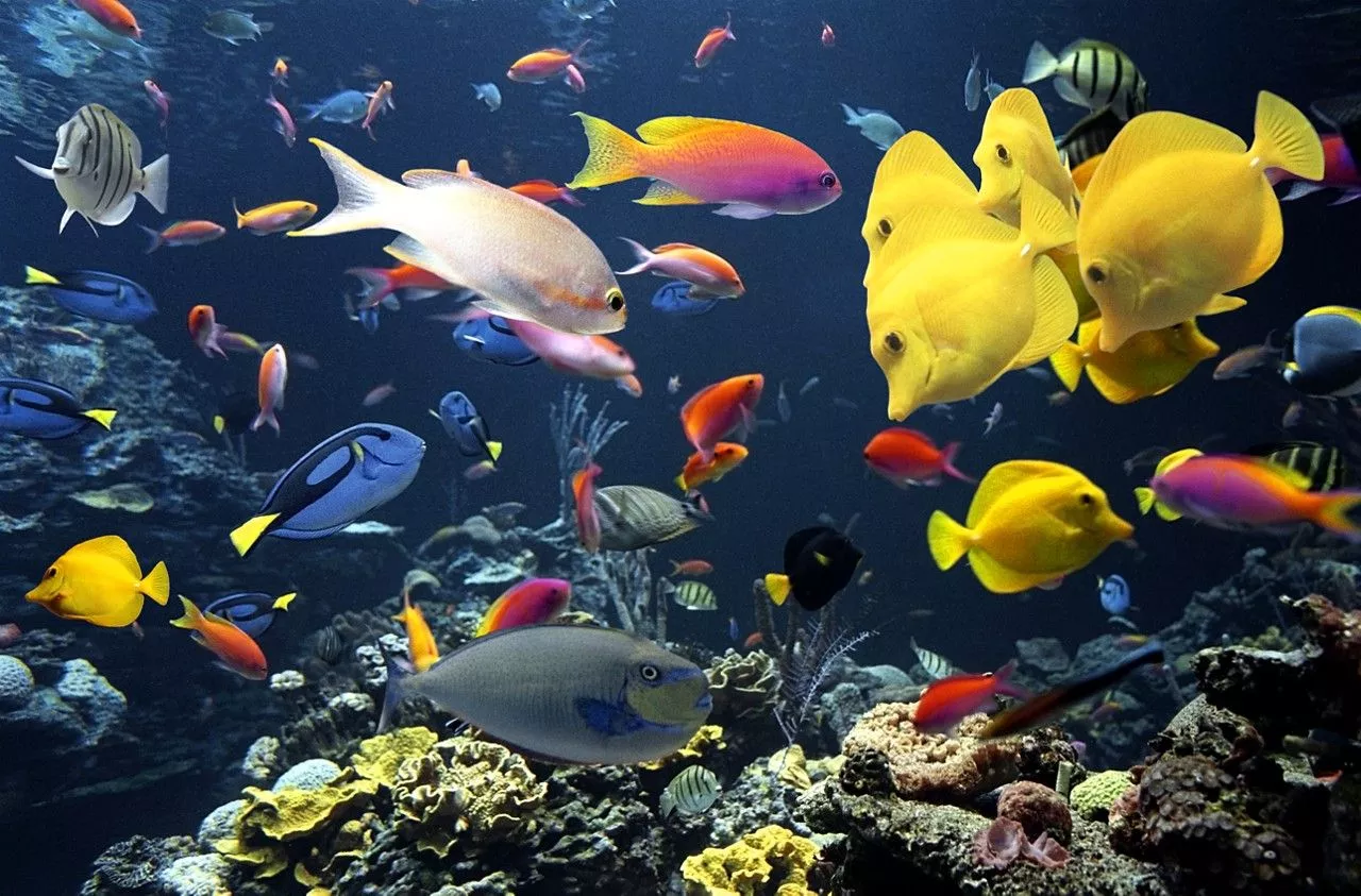 Accelerator Cambrian Explosion