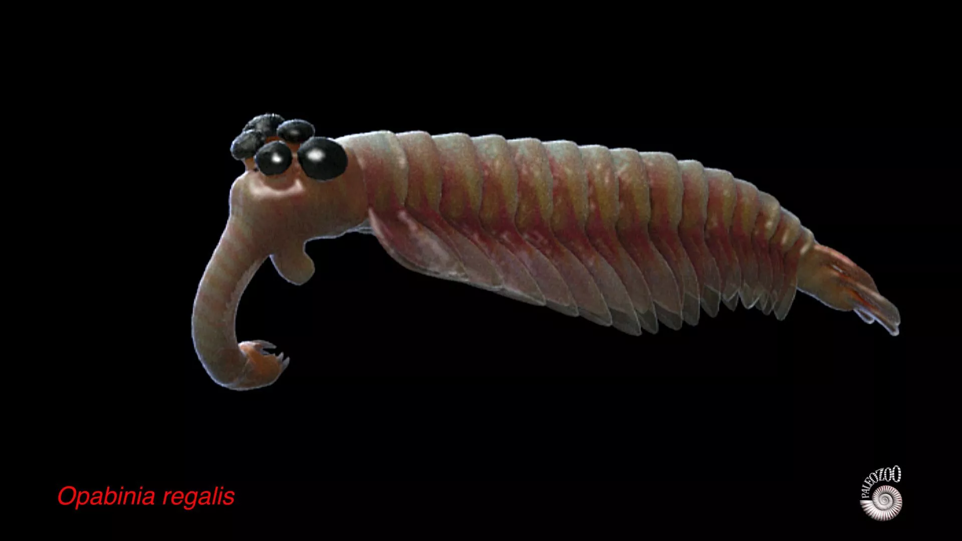 Cambrian Explosion lifeforms