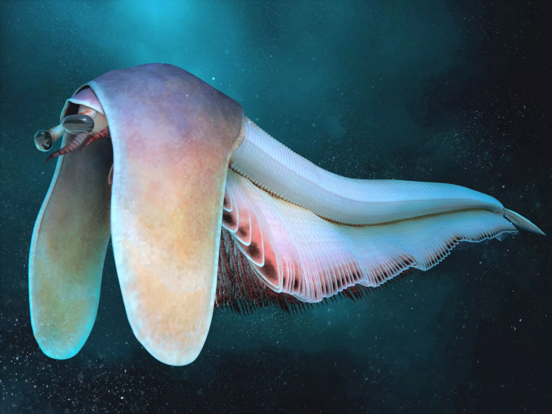 Cambrian Bivalved Arthropod Had