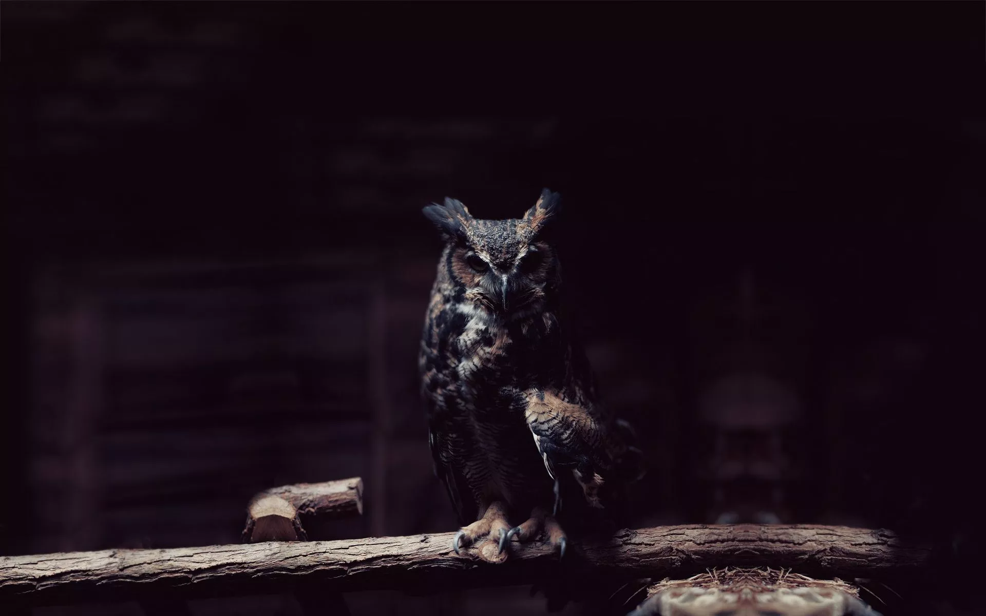 Majestic Owl HD Wallpaper