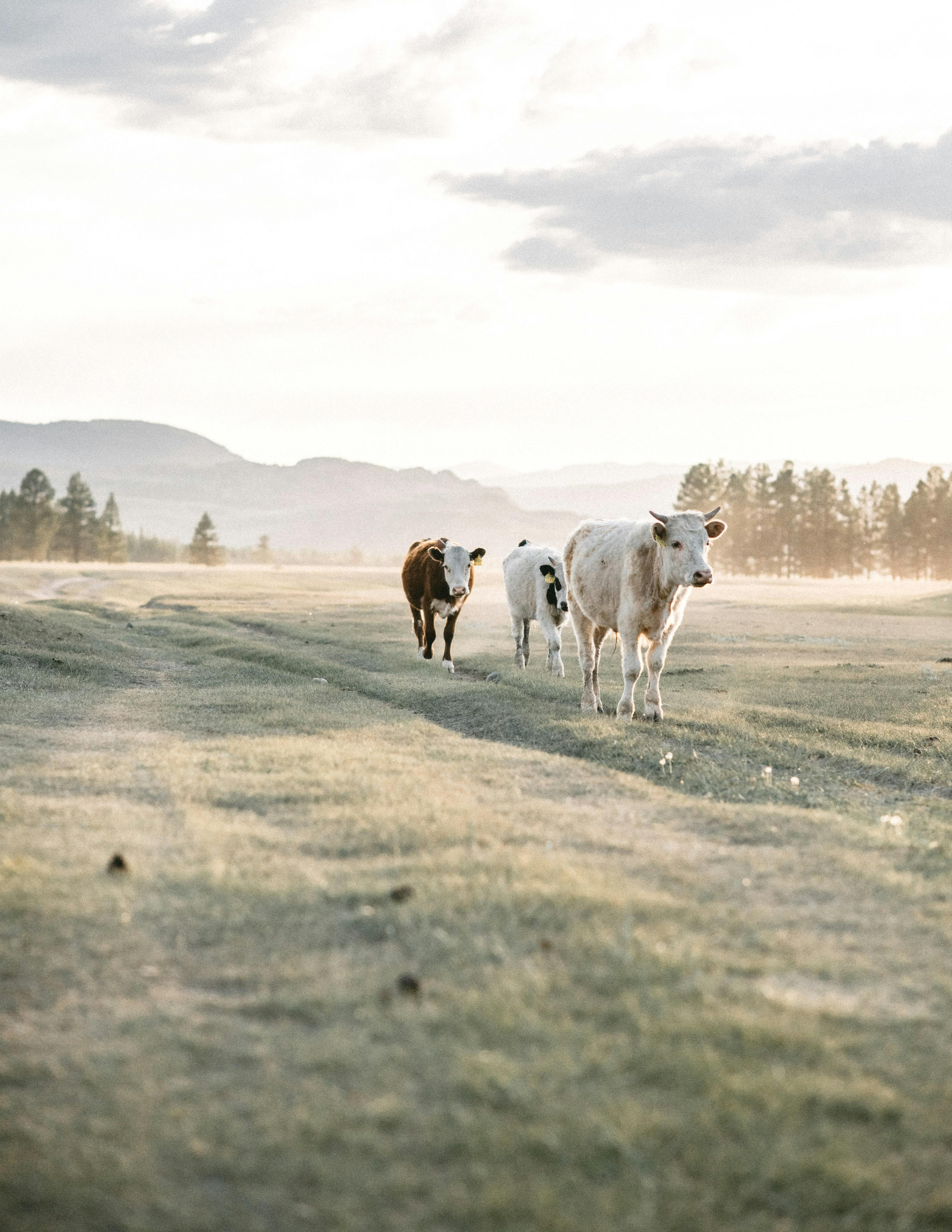 Cows walking on grassy field