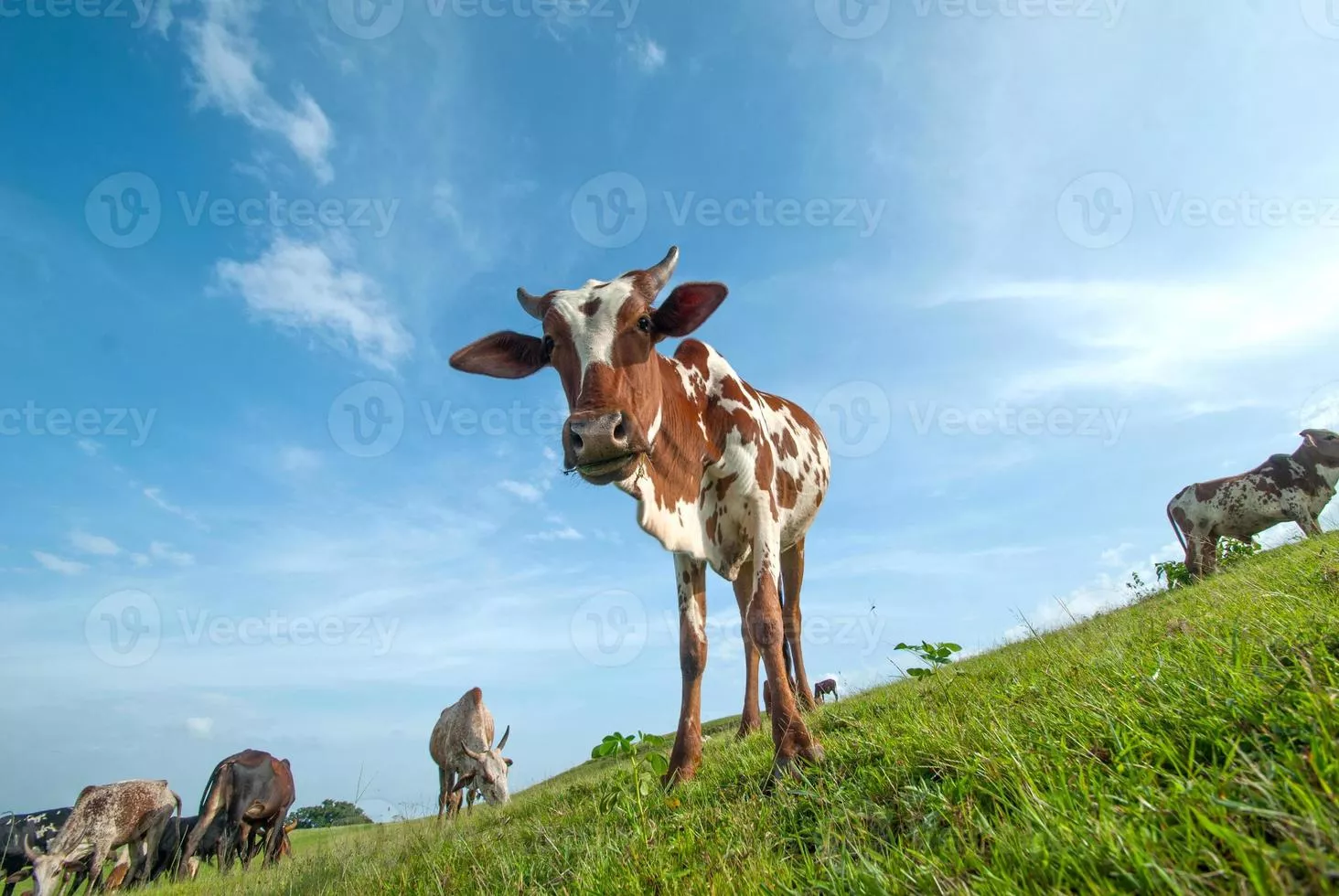 Cow Field Image