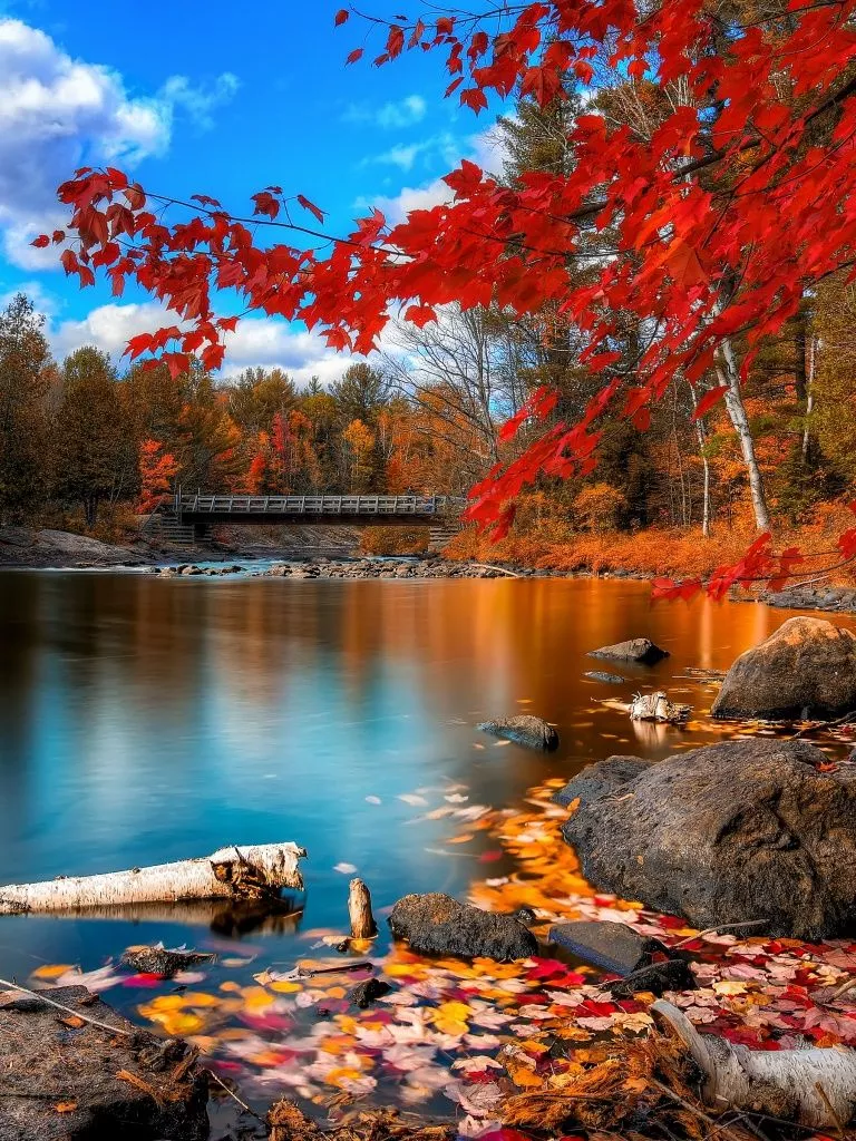 Autumn Forest Wallpaper 4K, Landscape, Maple trees, Lake