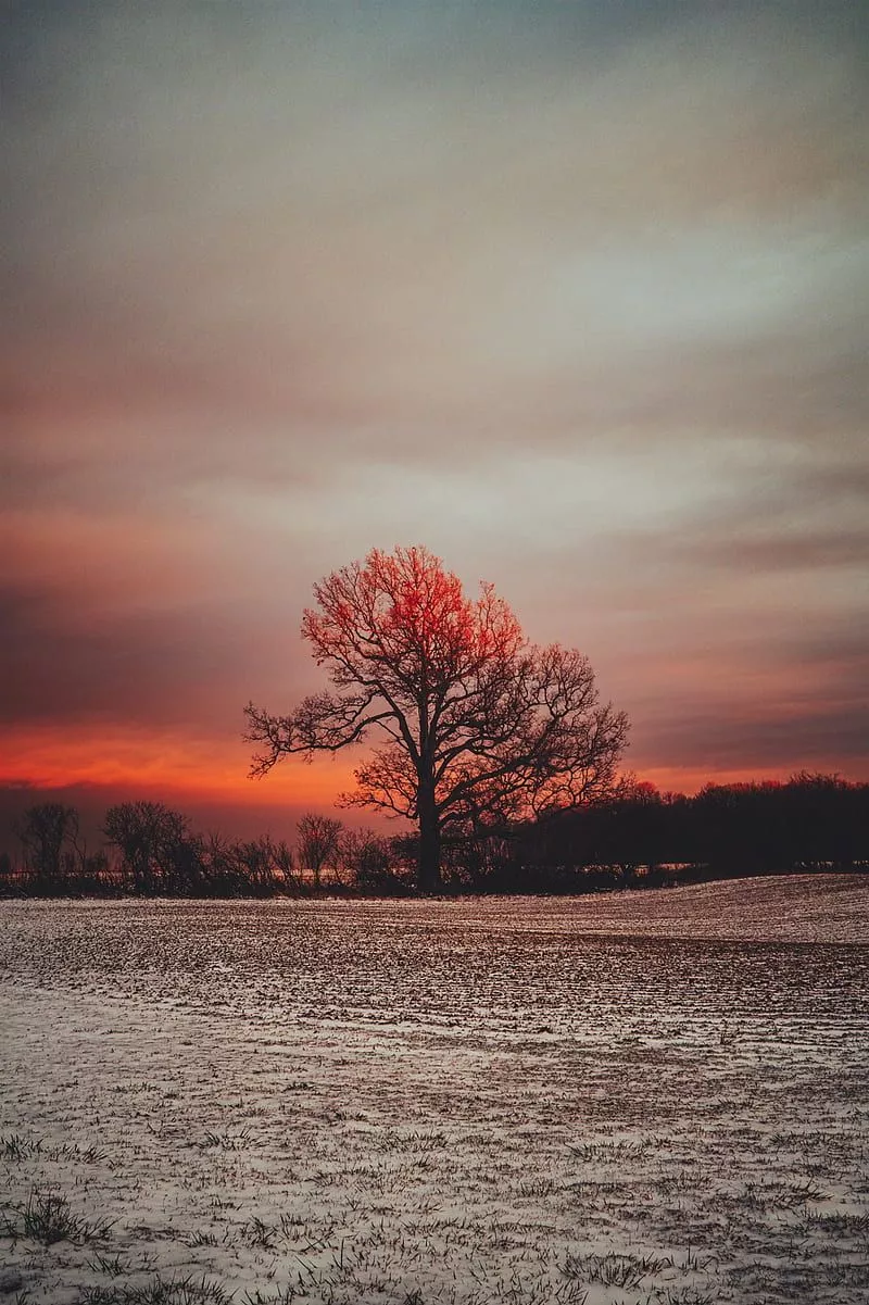 Nature, sunset, trees, portrait display, HD phone wallpaper