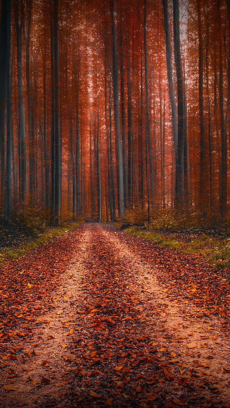 Nature, landscape, portrait display, leaves, fallen leaves, dirt road, trees, HD phone wallpaper