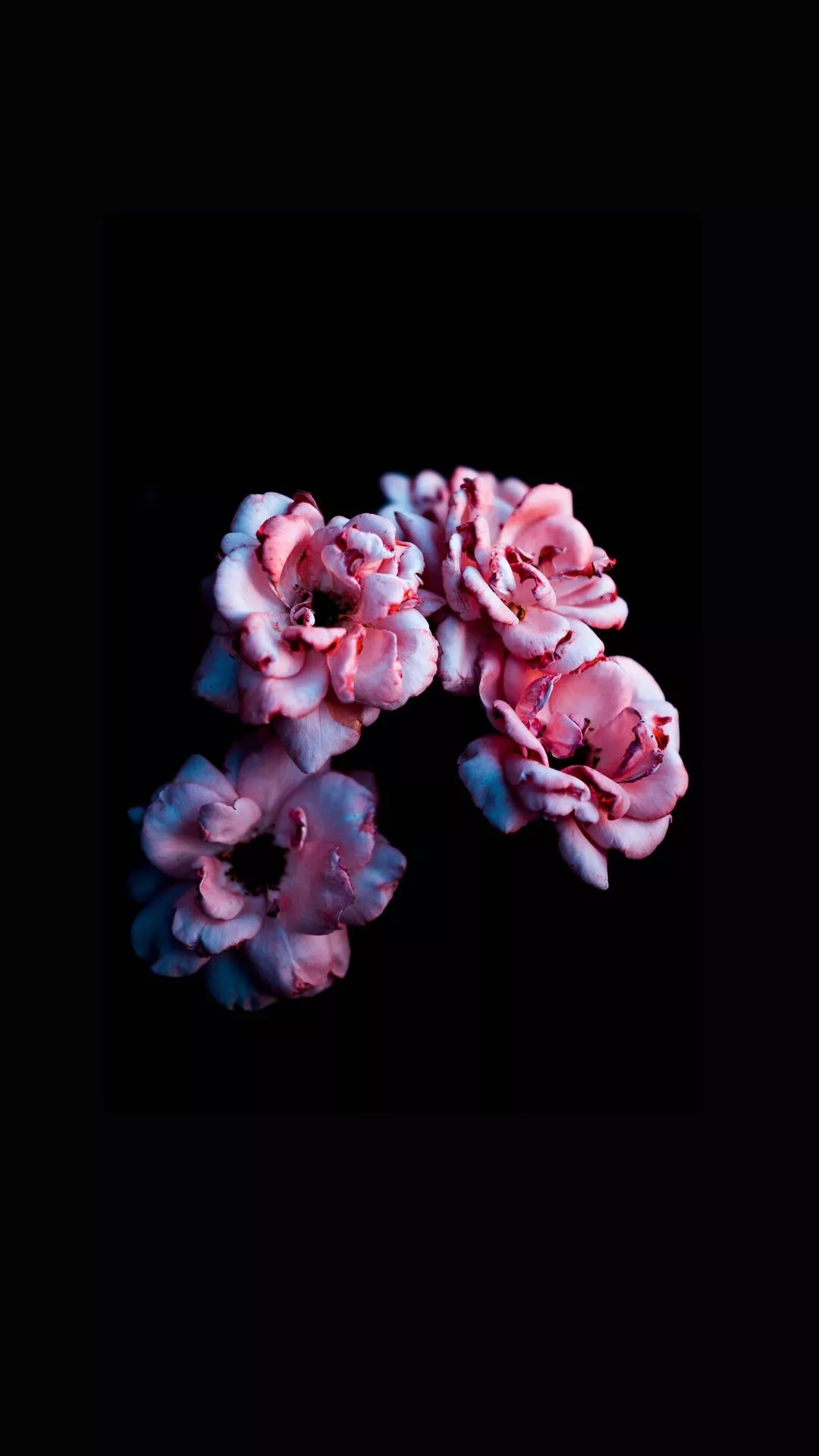 iPhone 11 Black Background With Pink