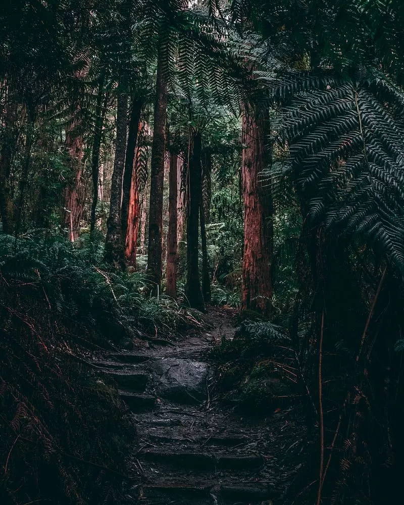 fern, tropics, HD phone wallpaper