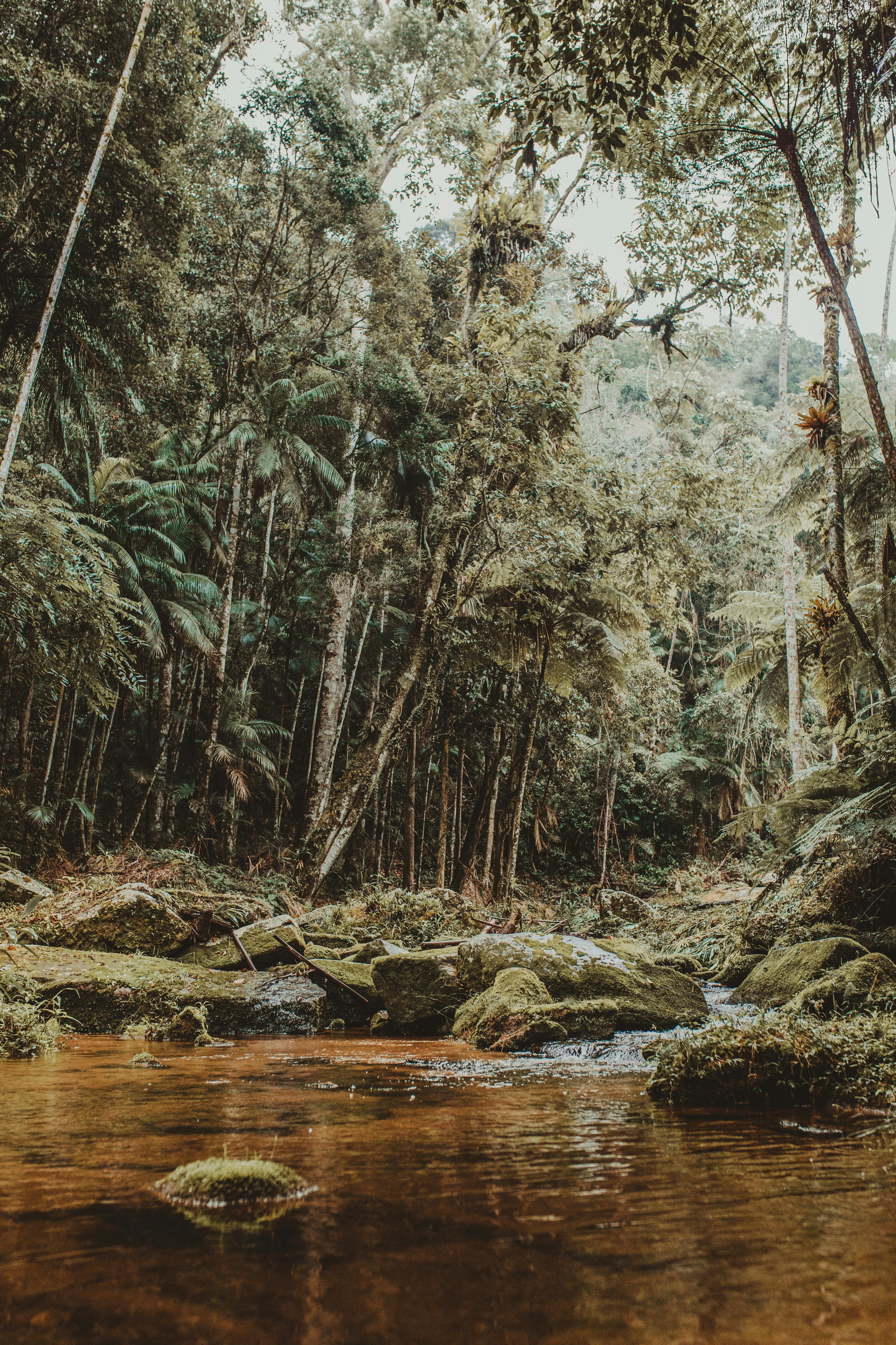 Jungle Background Photo, Download