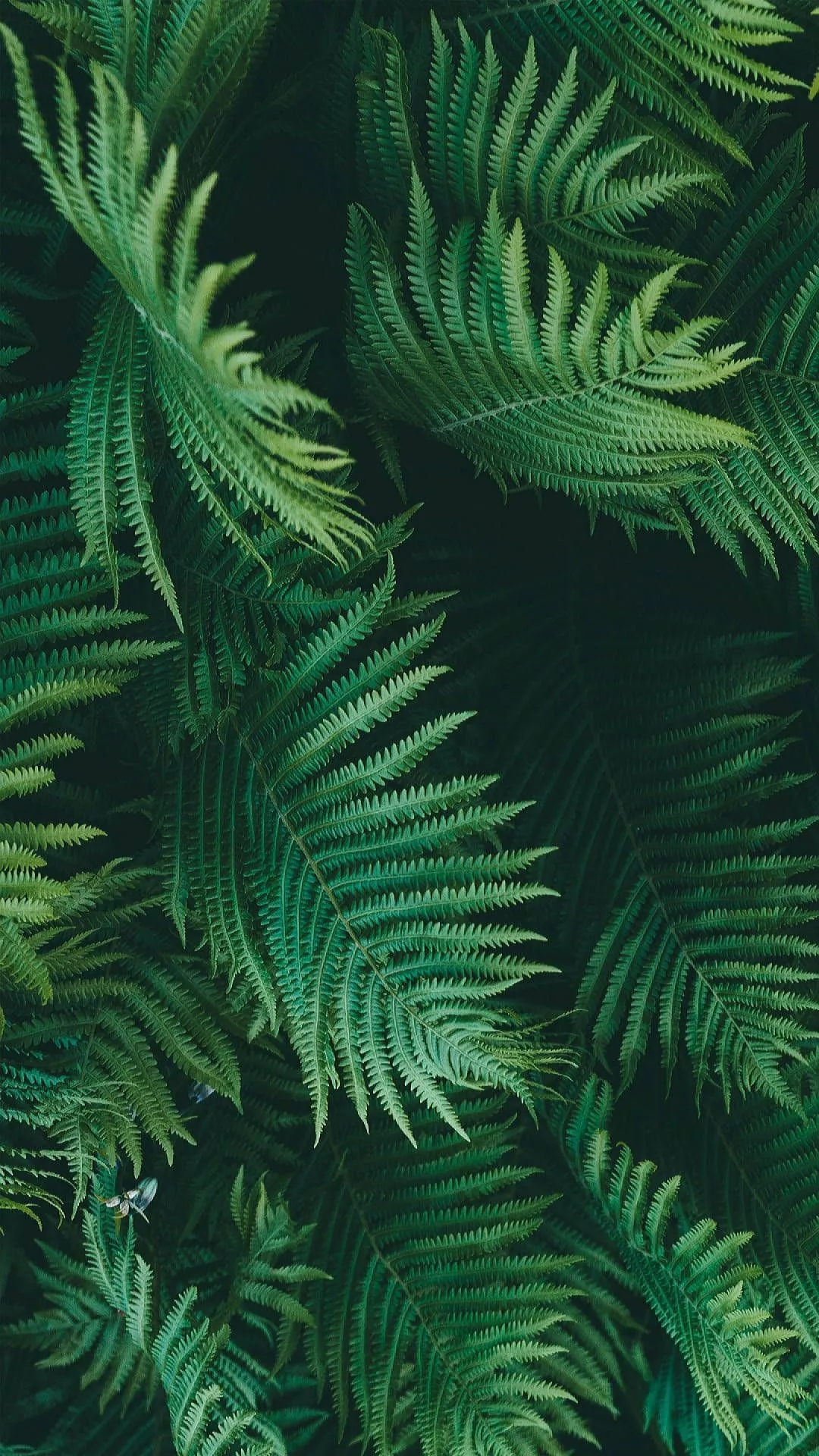 Jungle iPhone Wallpaper