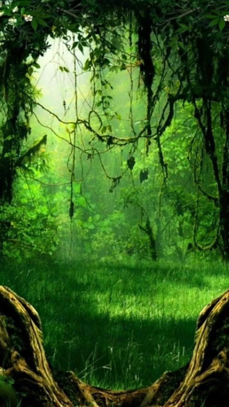 Enchanted Forest, Tropical jungle