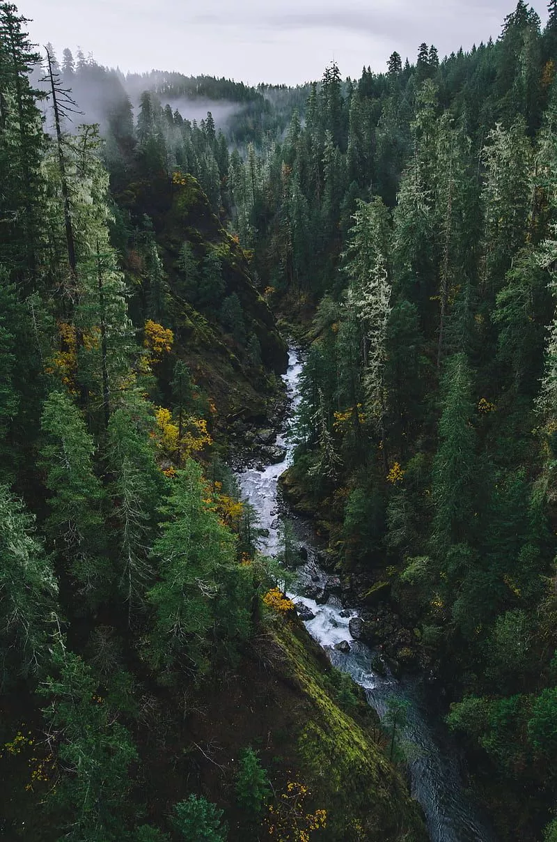 HD forest iphone wallpaper