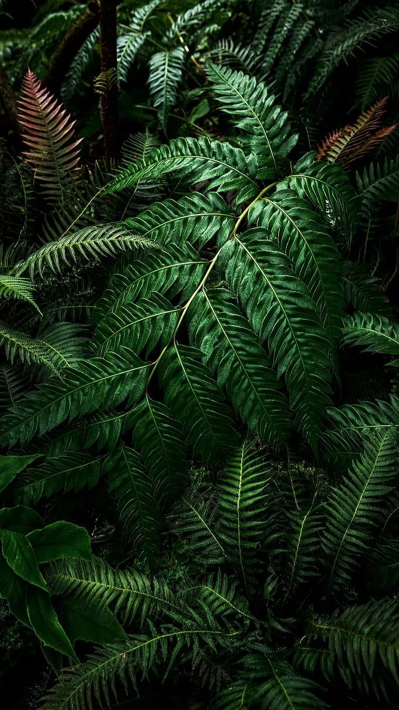 nature, HD phone wallpaper