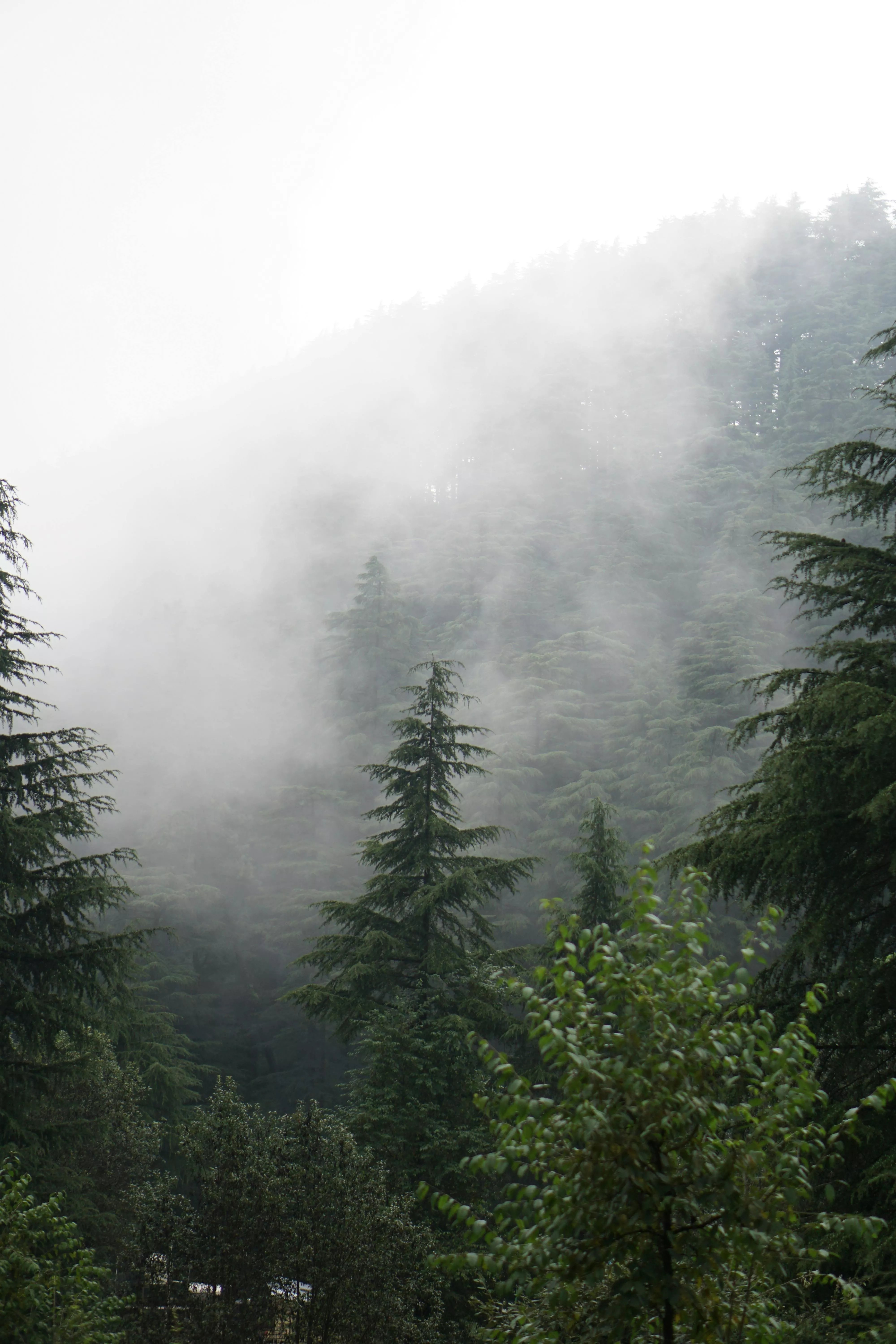 View of Fog over the Coniferous Forest in Mountains · Free