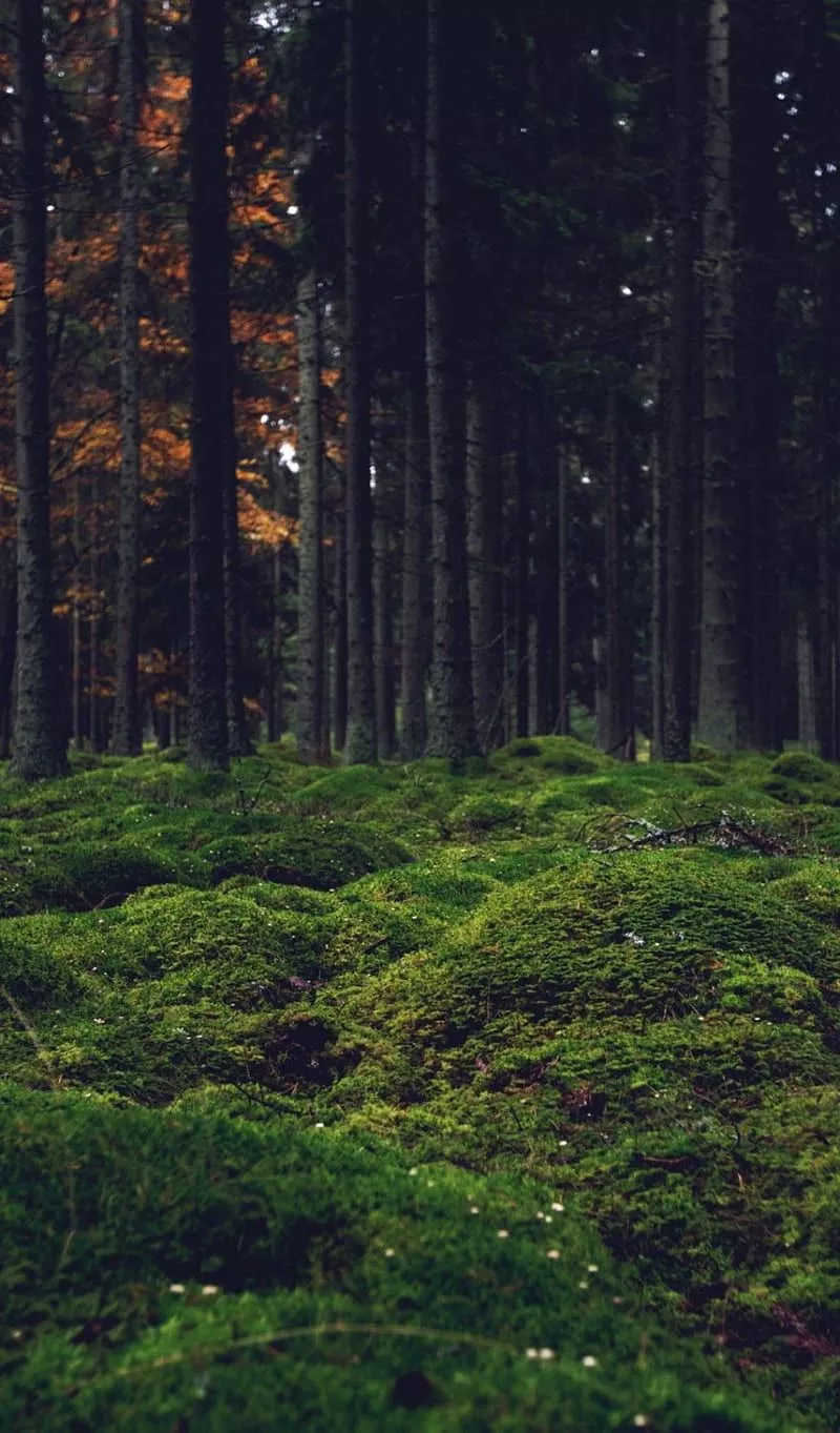 HD forest iphone wallpaper