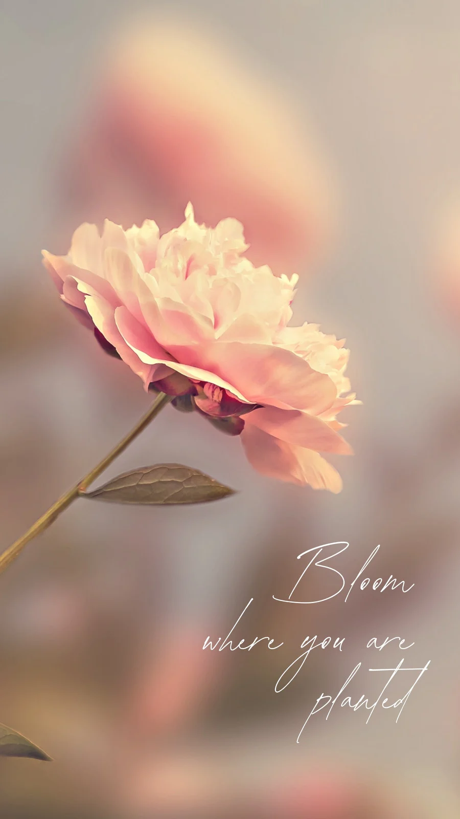 aesthetic phone wallpaper