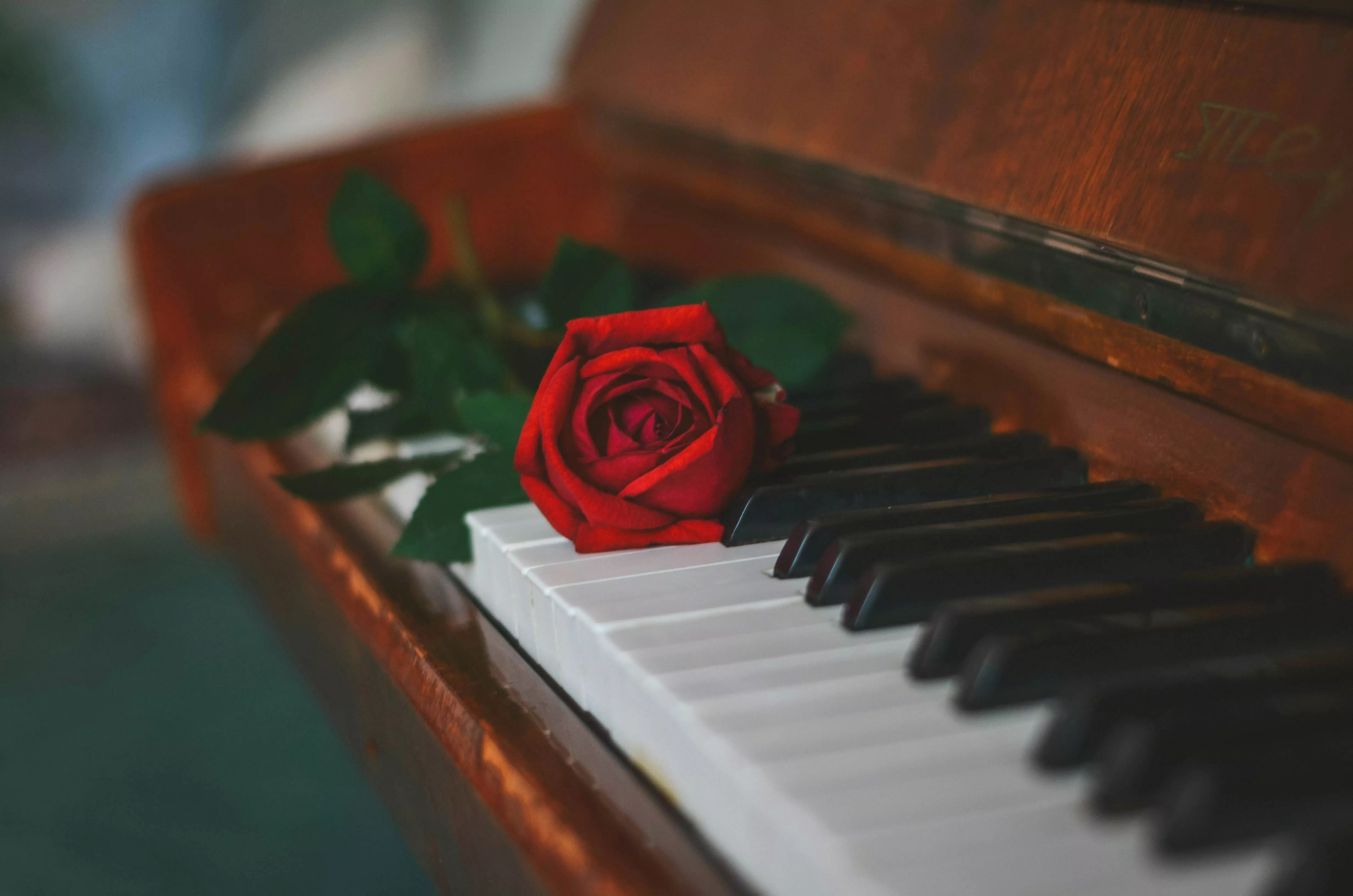 Red Rose on Piano Keys · Free