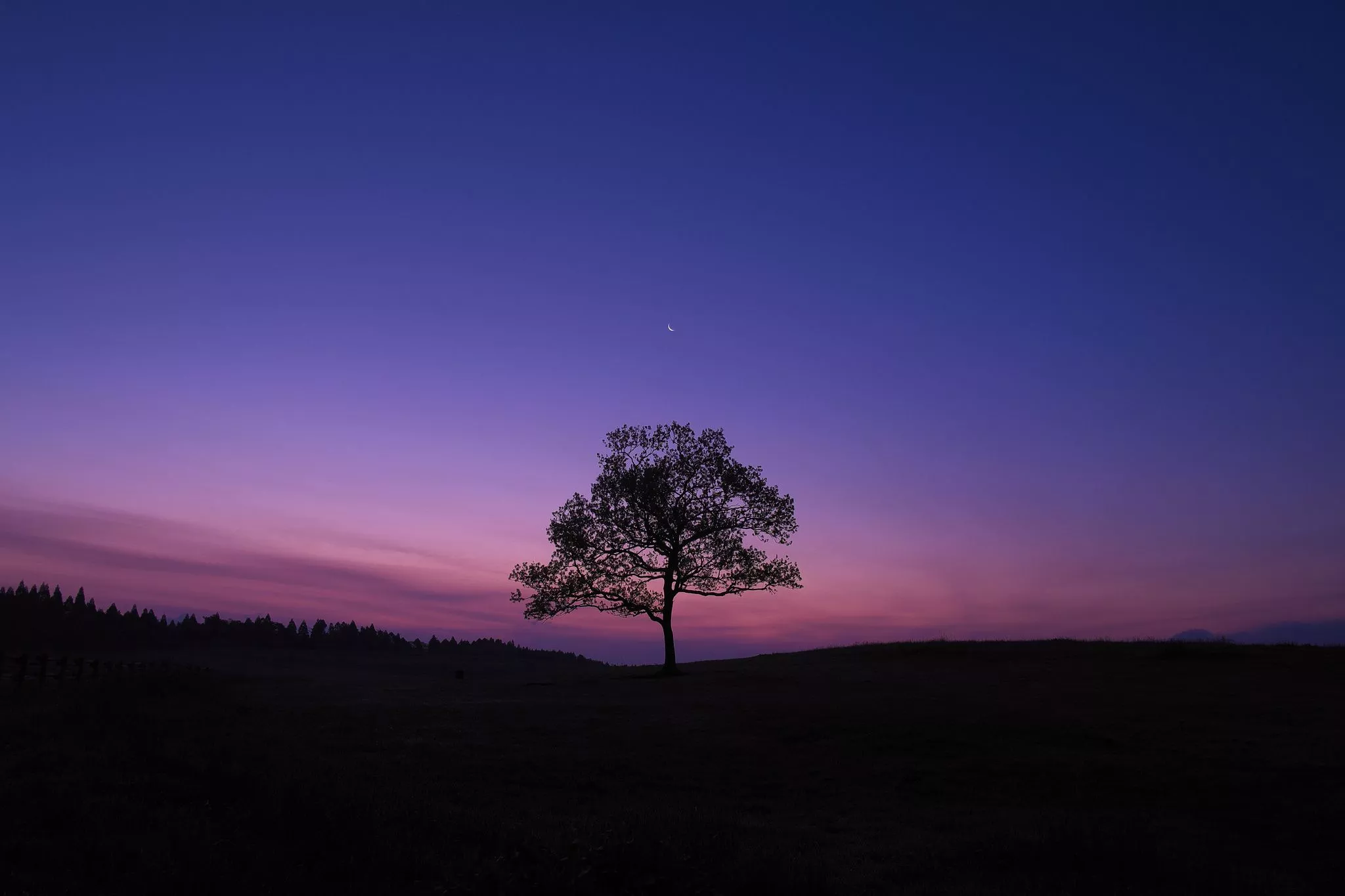 Dark Sky Tree Purple Sky Nature
